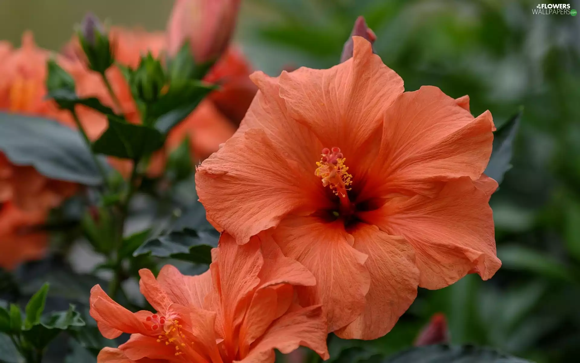 Colourfull Flowers, Buds, Leaf, hibiskus