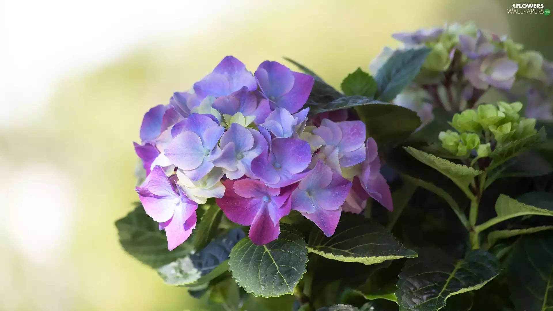 Colourfull Flowers, Buds, rapprochement, hydrangea