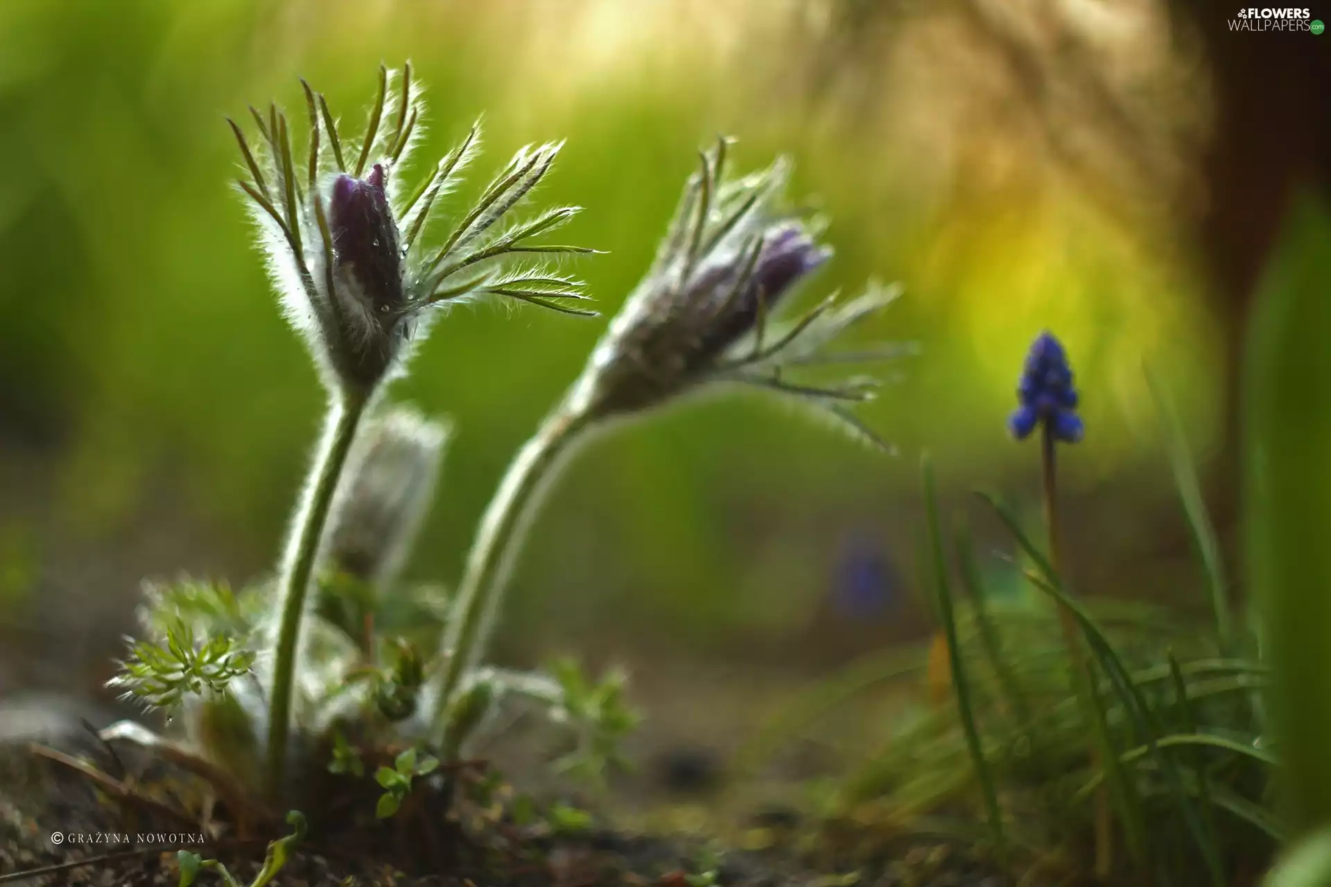 Flowers, pasque, Buds