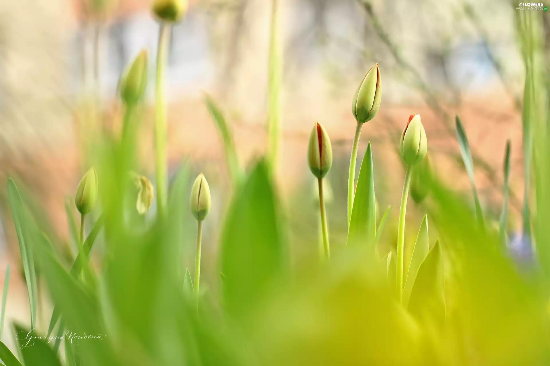 Flowers, Tulips, Buds