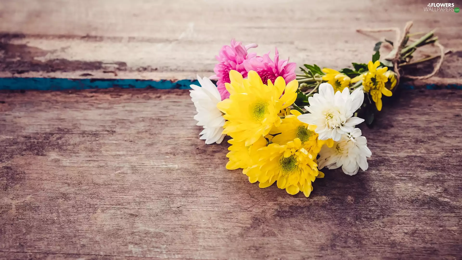 bunch, color, Chrysanthemums, Flowers