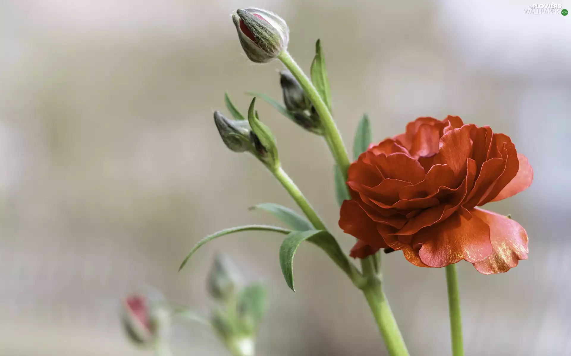 Colourfull Flowers, buttercup, Buds, Red