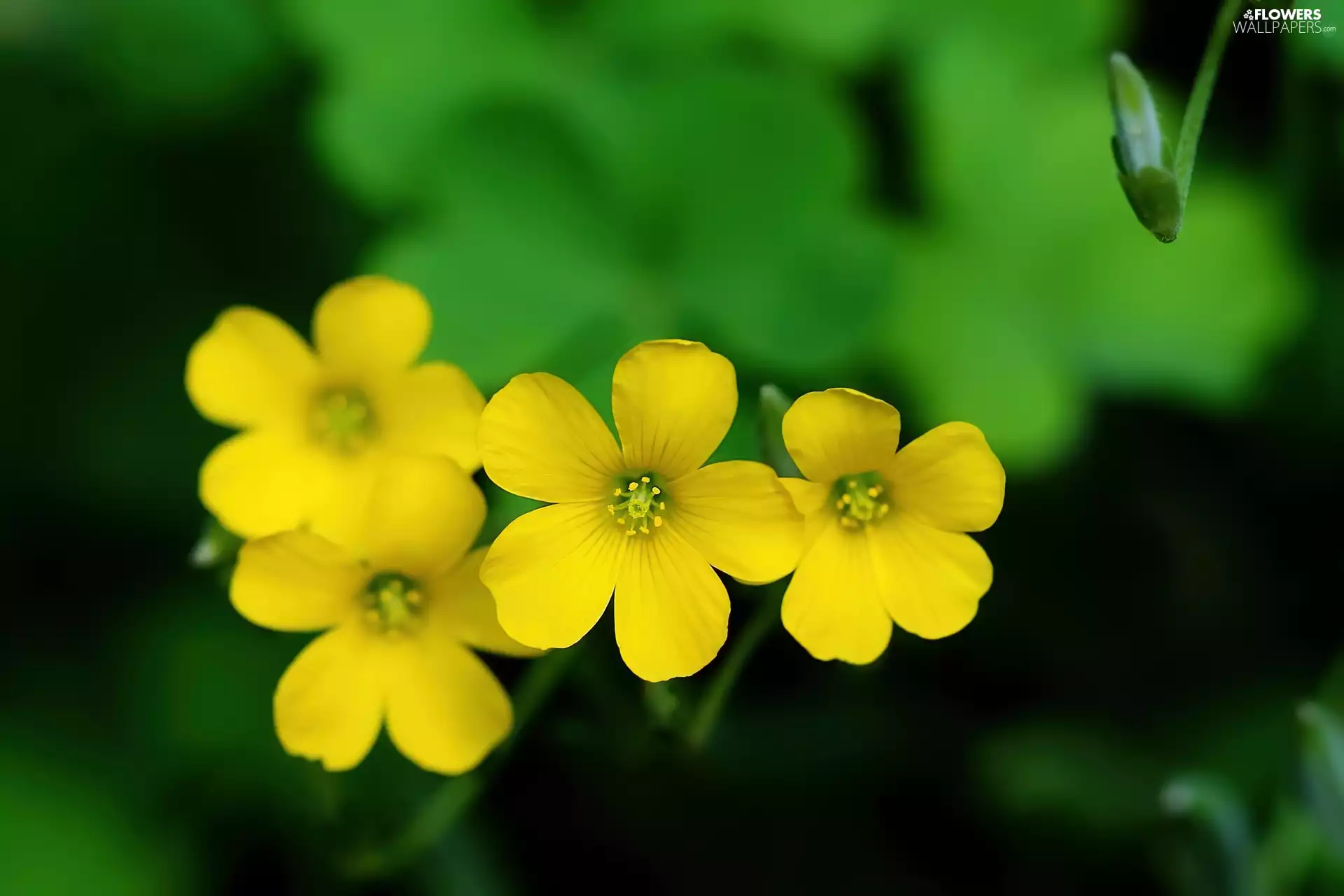 Buttercup Mud, Yellow, Flowers