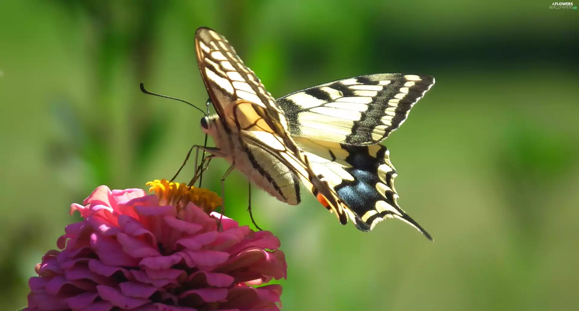 Colourfull Flowers, butterfly, Swallowtail Butterfly