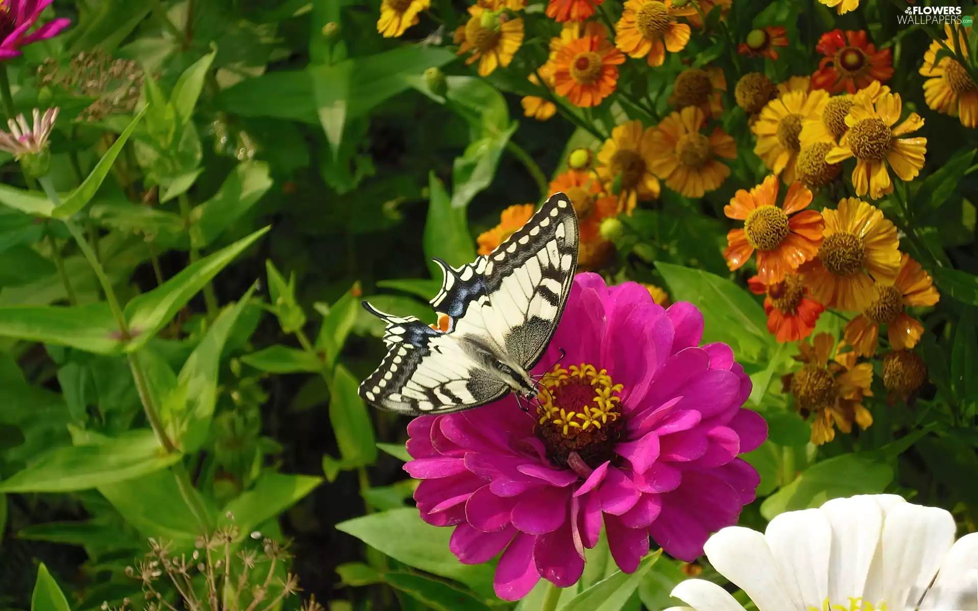 butterfly, Pink, Colourfull Flowers