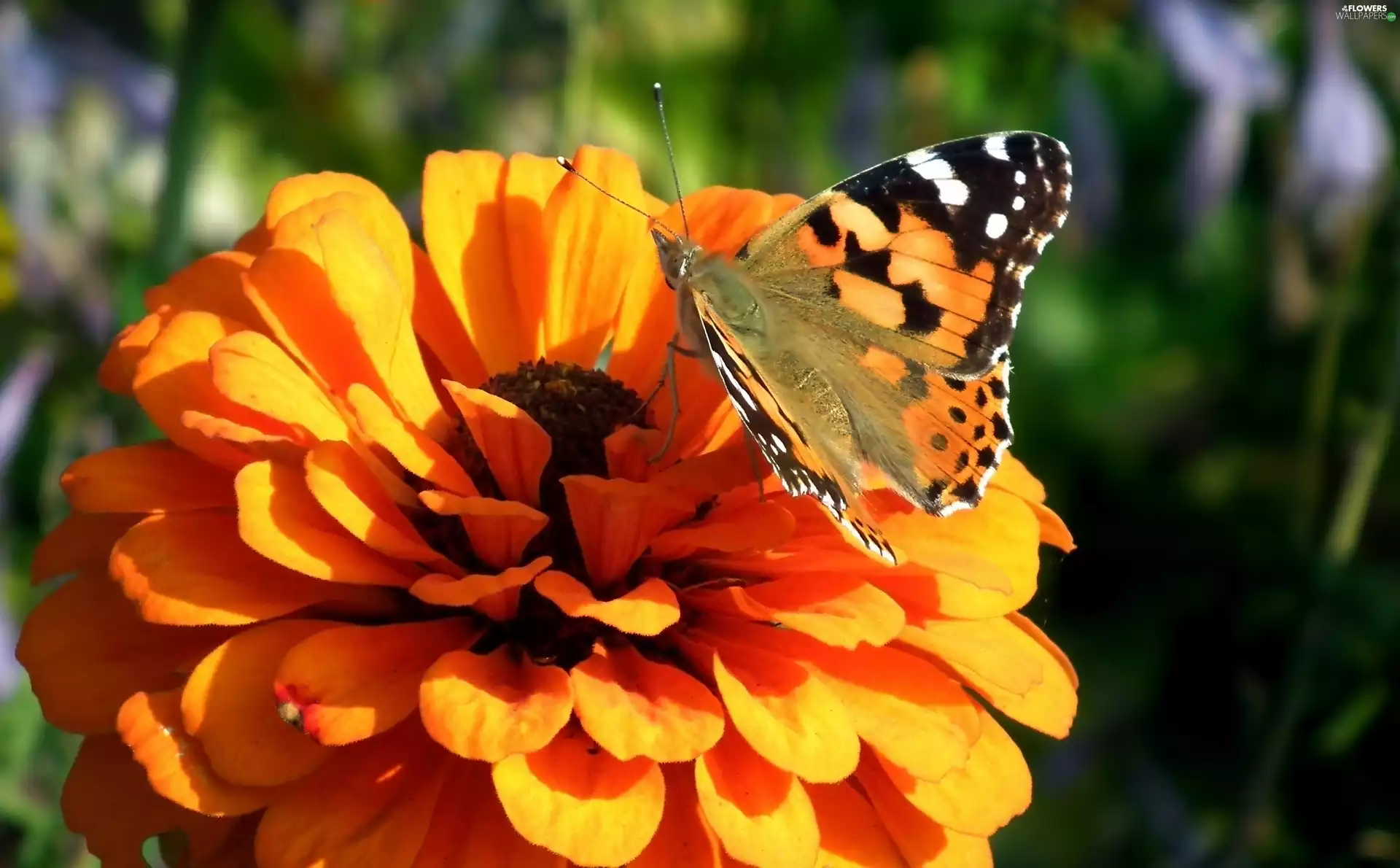 Colourfull Flowers, butterfly, Painted Lady