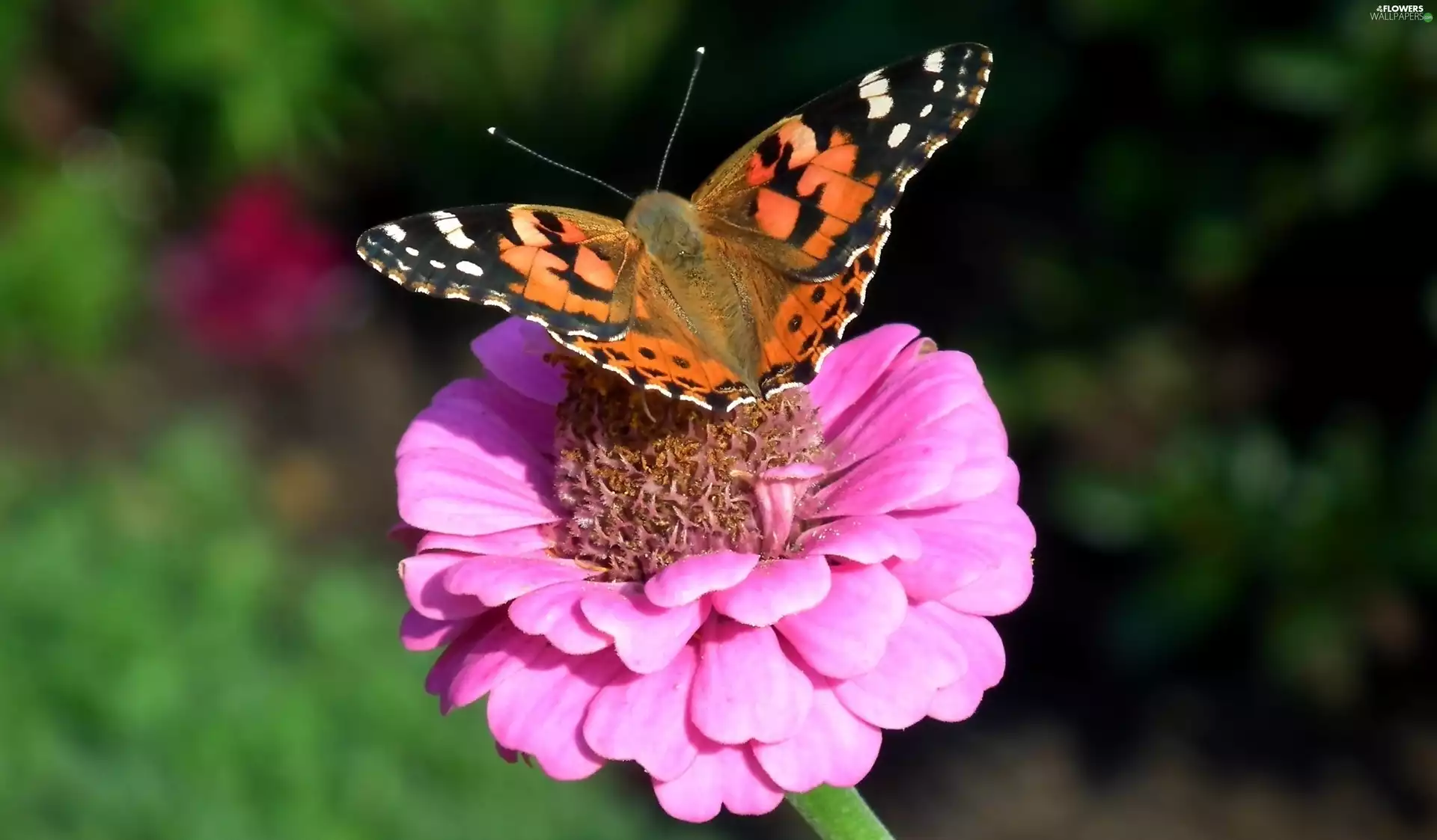 Colourfull Flowers, butterfly, Painted Lady