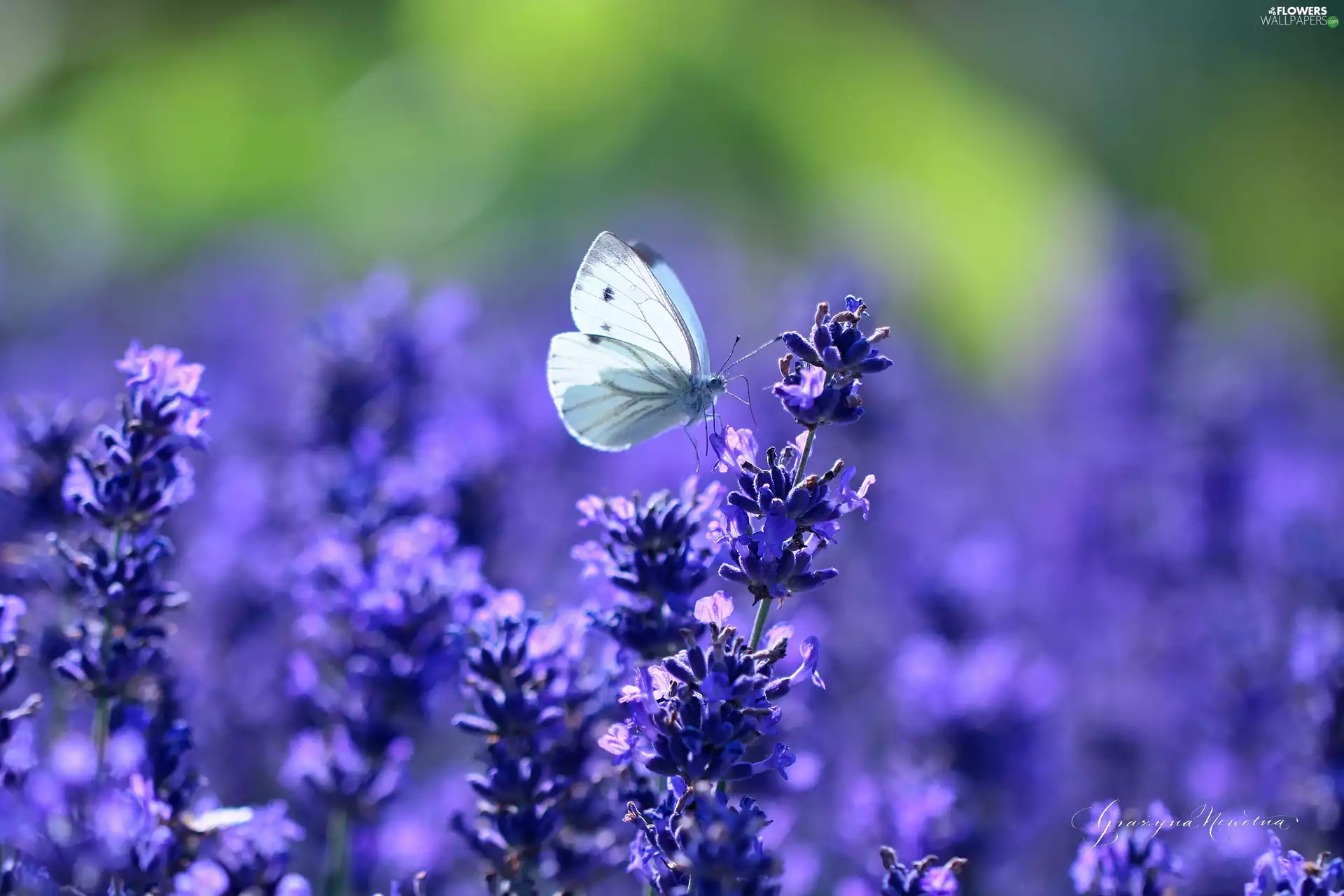 purple, Flowers, Cabbage, lavender, butterfly