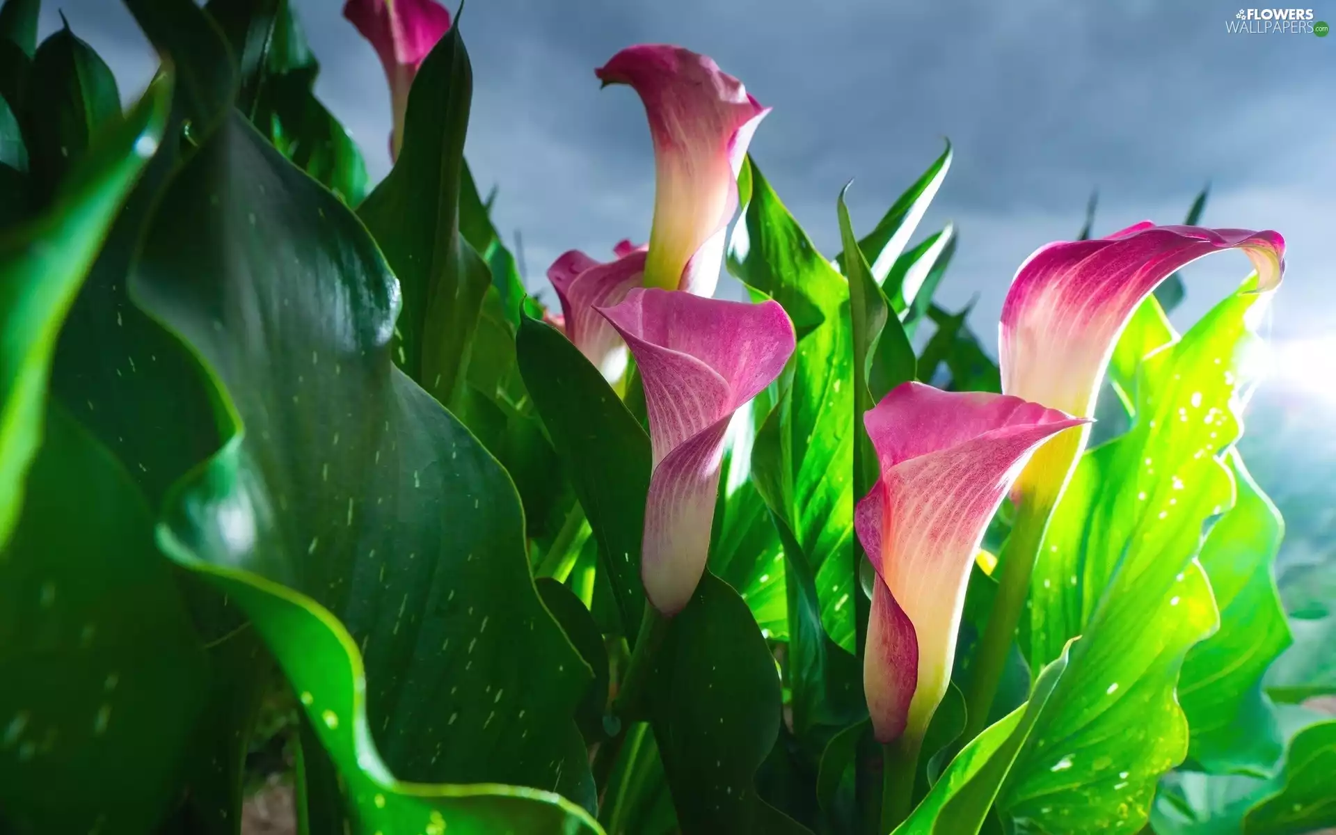 Flowers, Calla