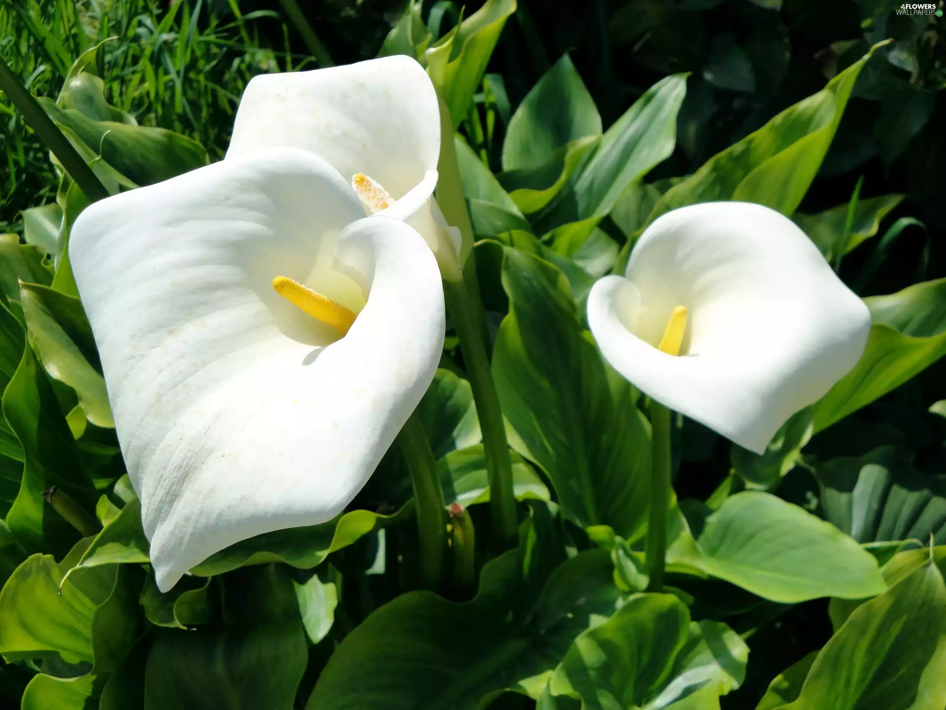 Flowers, Calla