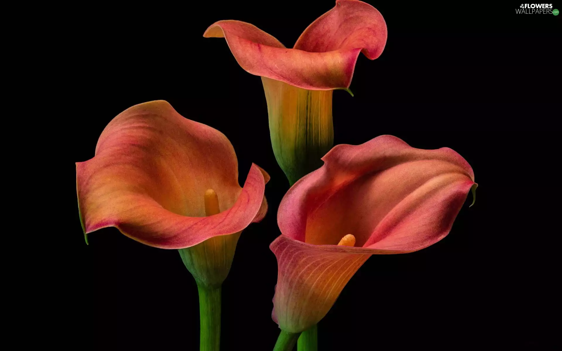 Flowers, Calla