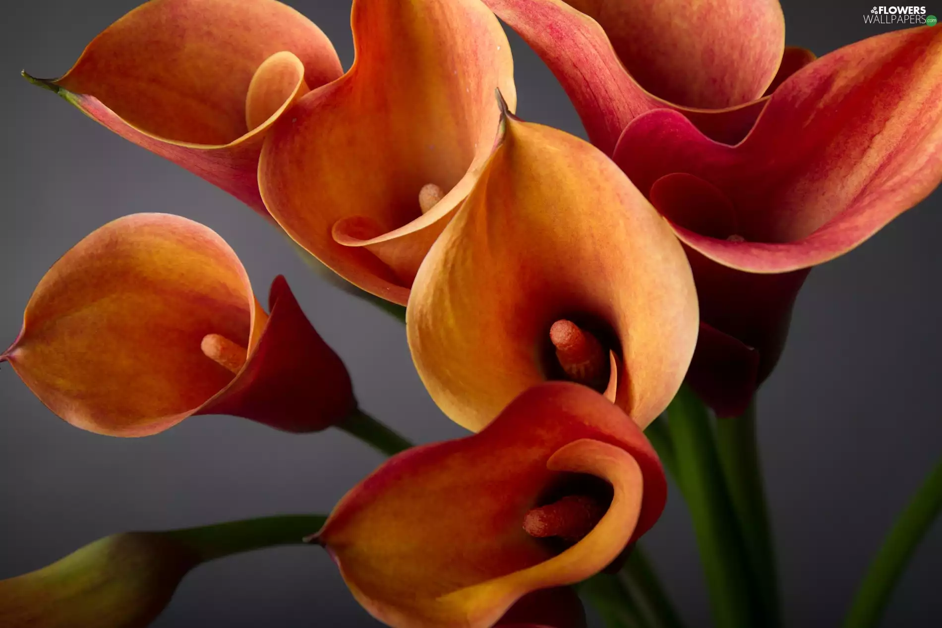 Flowers, Calla