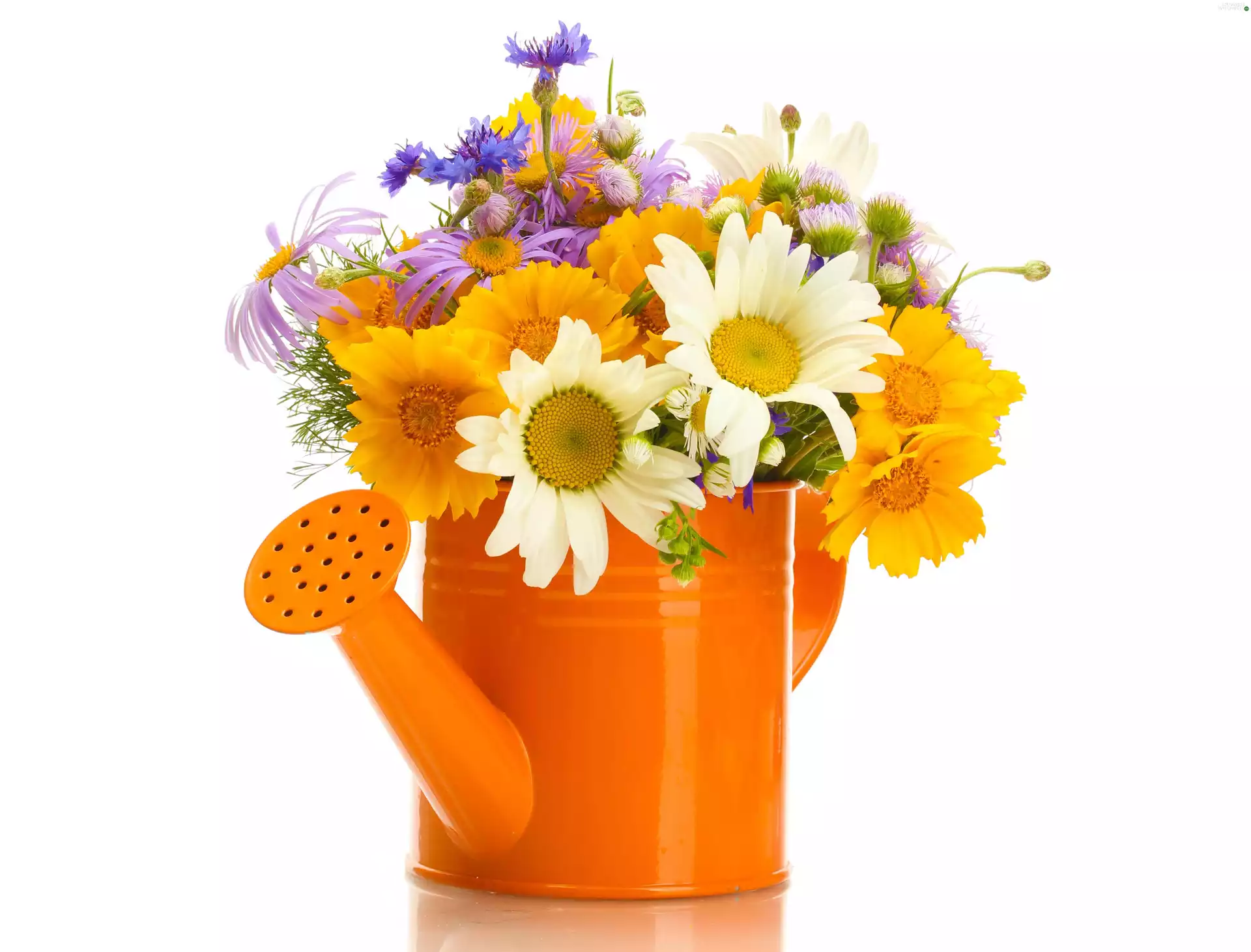 Flowers, watering can