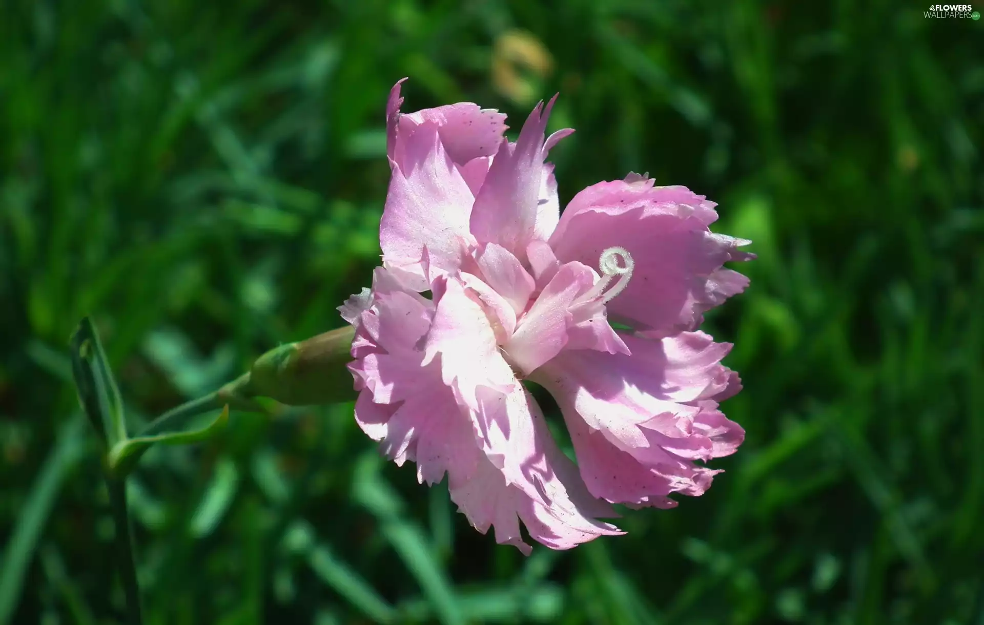 Carnation, nature, Colourfull Flowers