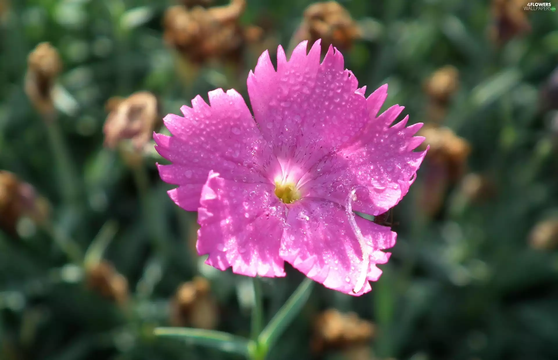 Carnation, nature, Colourfull Flowers