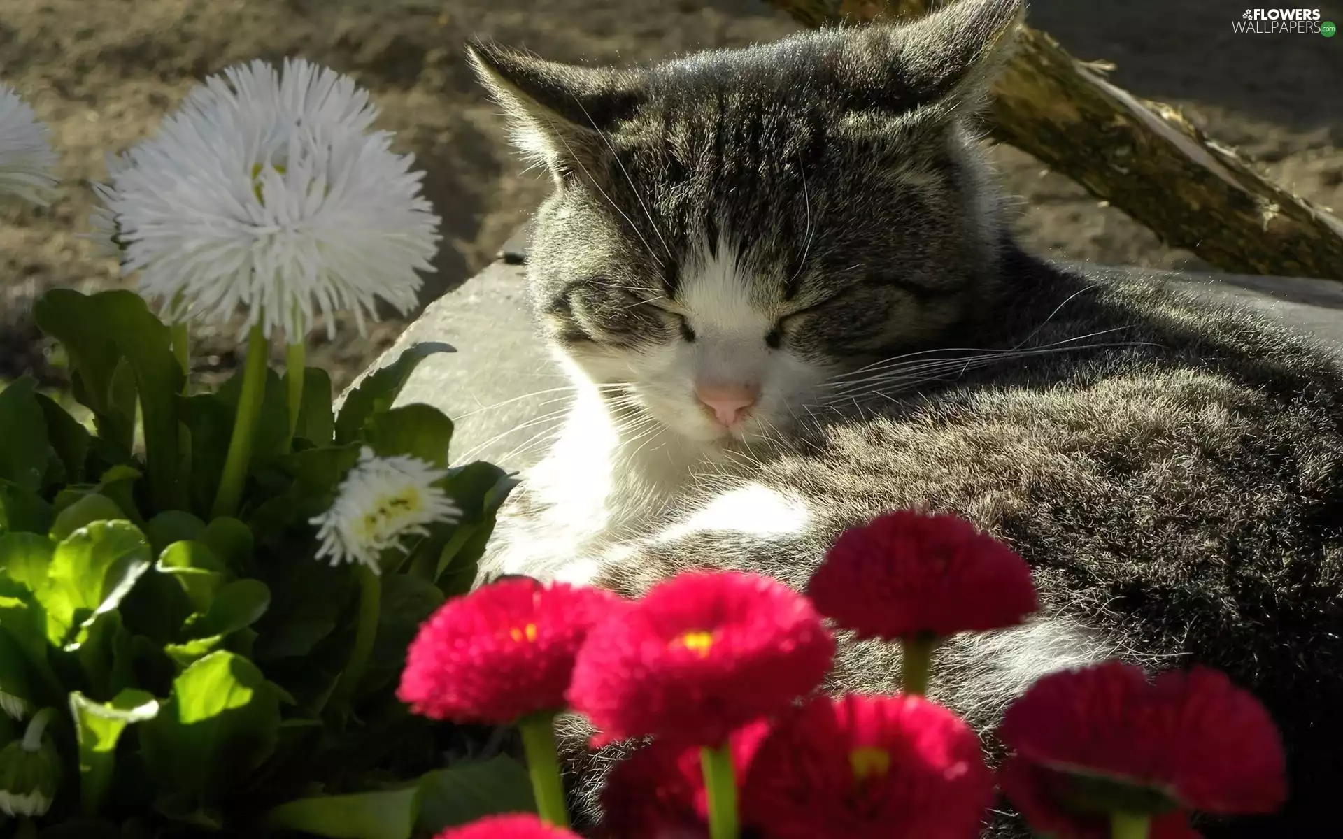 cat, daisies, Leaf, Flowers