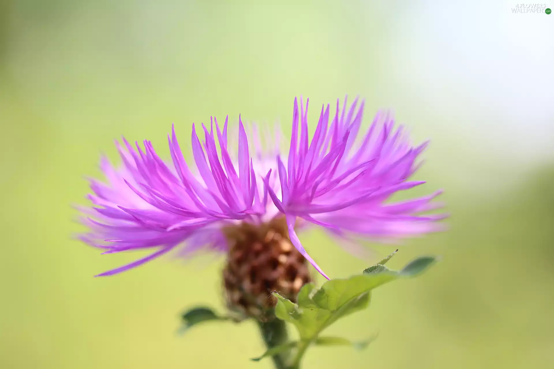 Colourfull Flowers, Centaurea dealbata, lilac