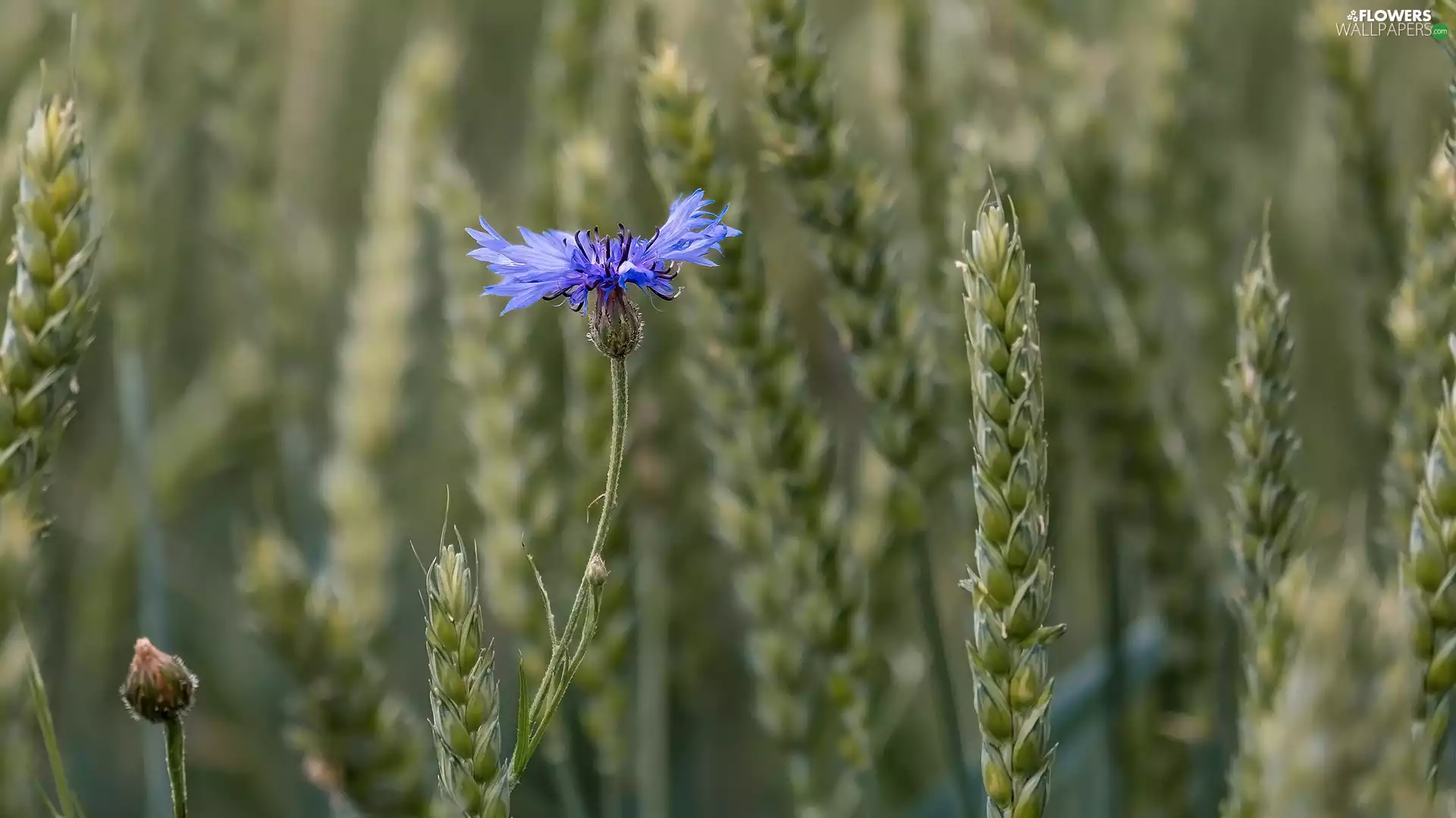 Chaber, corn, Colourfull Flowers