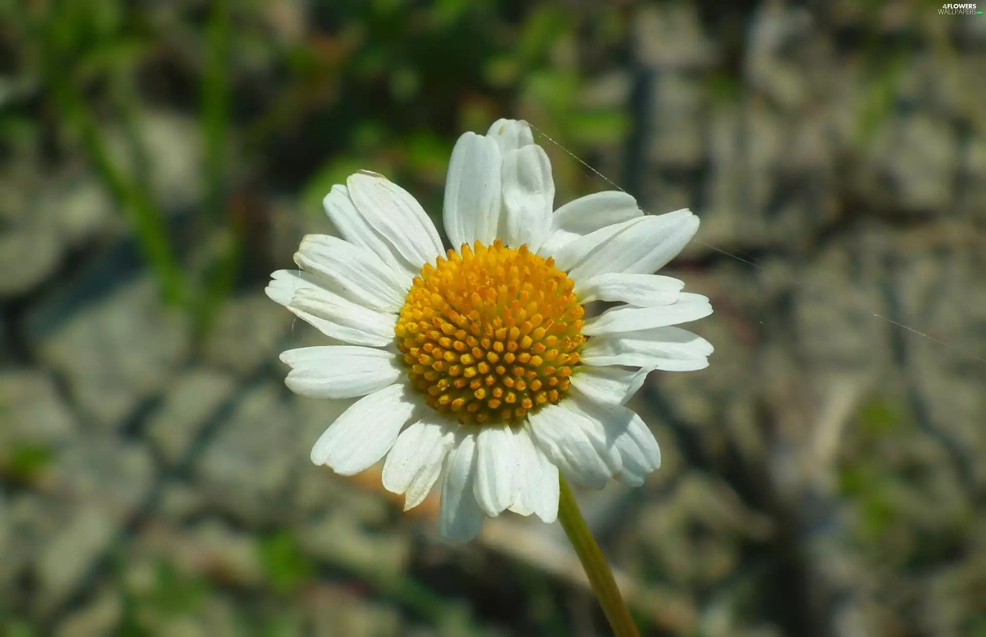 chamomile, nature, Colourfull Flowers