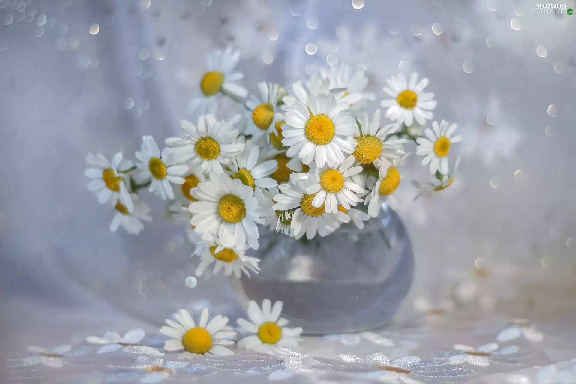 Bokeh, vase, White, Flowers, Corn Chamomile