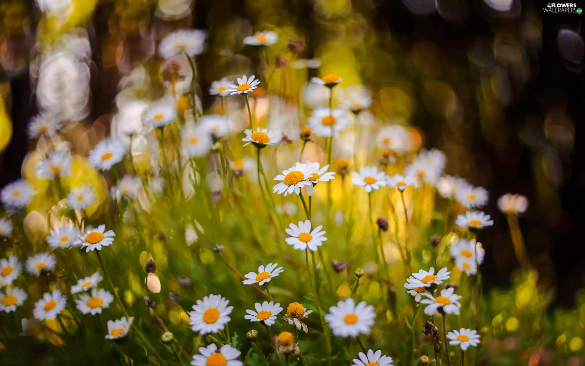 Chamomile Common, White, Flowers