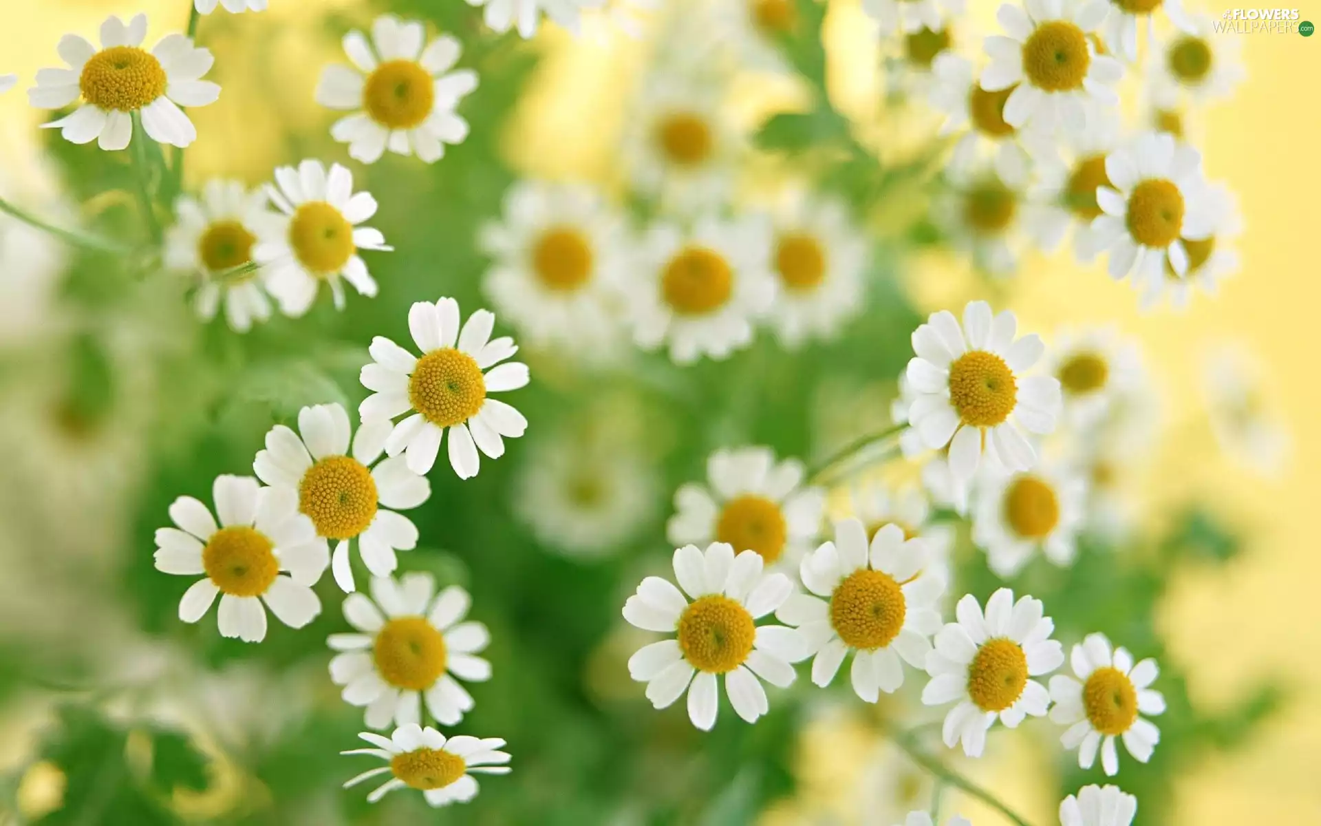 Chamomile Common, White, Flowers
