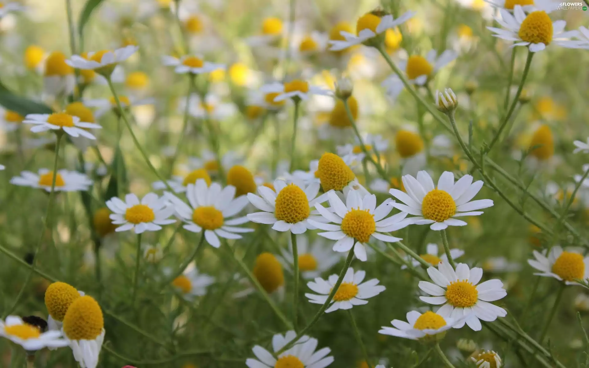 Flowers, chamomile
