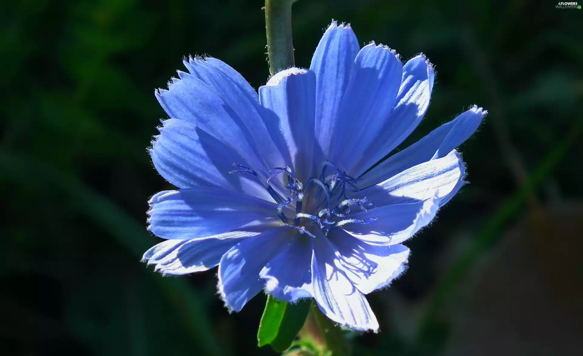 chicory, nature, Colourfull Flowers