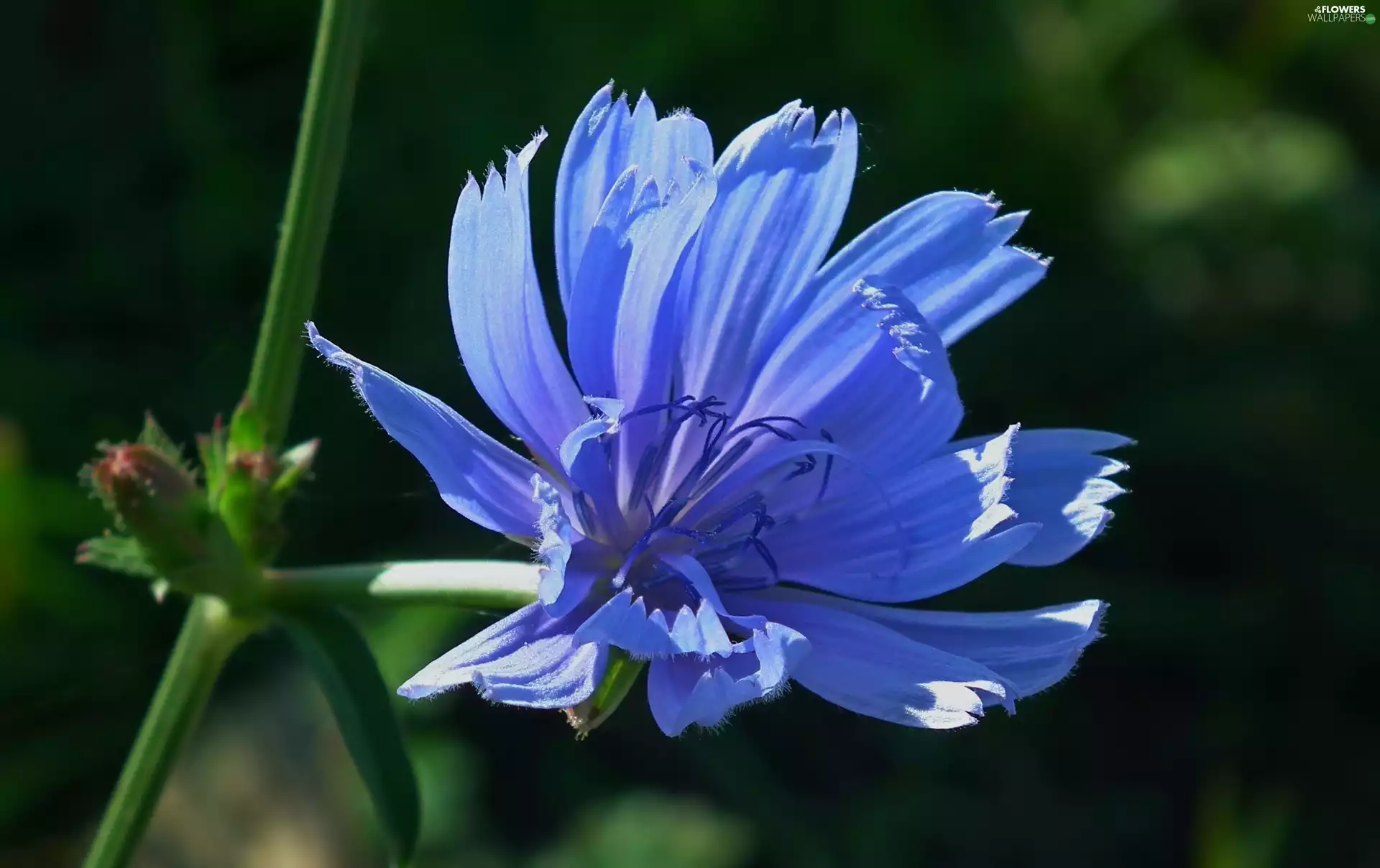 chicory, nature, Colourfull Flowers