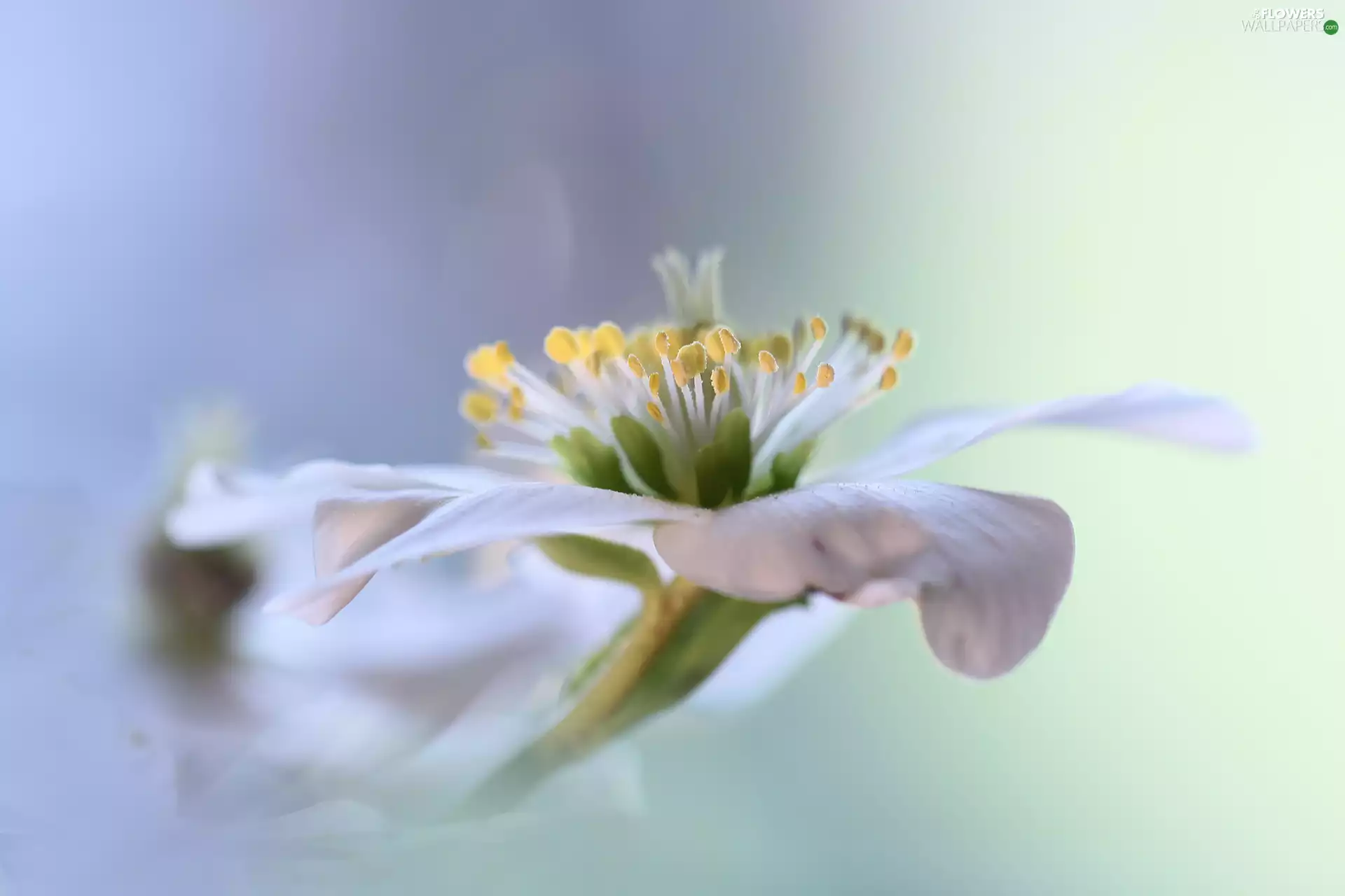 Christmas Rose, Colourfull Flowers