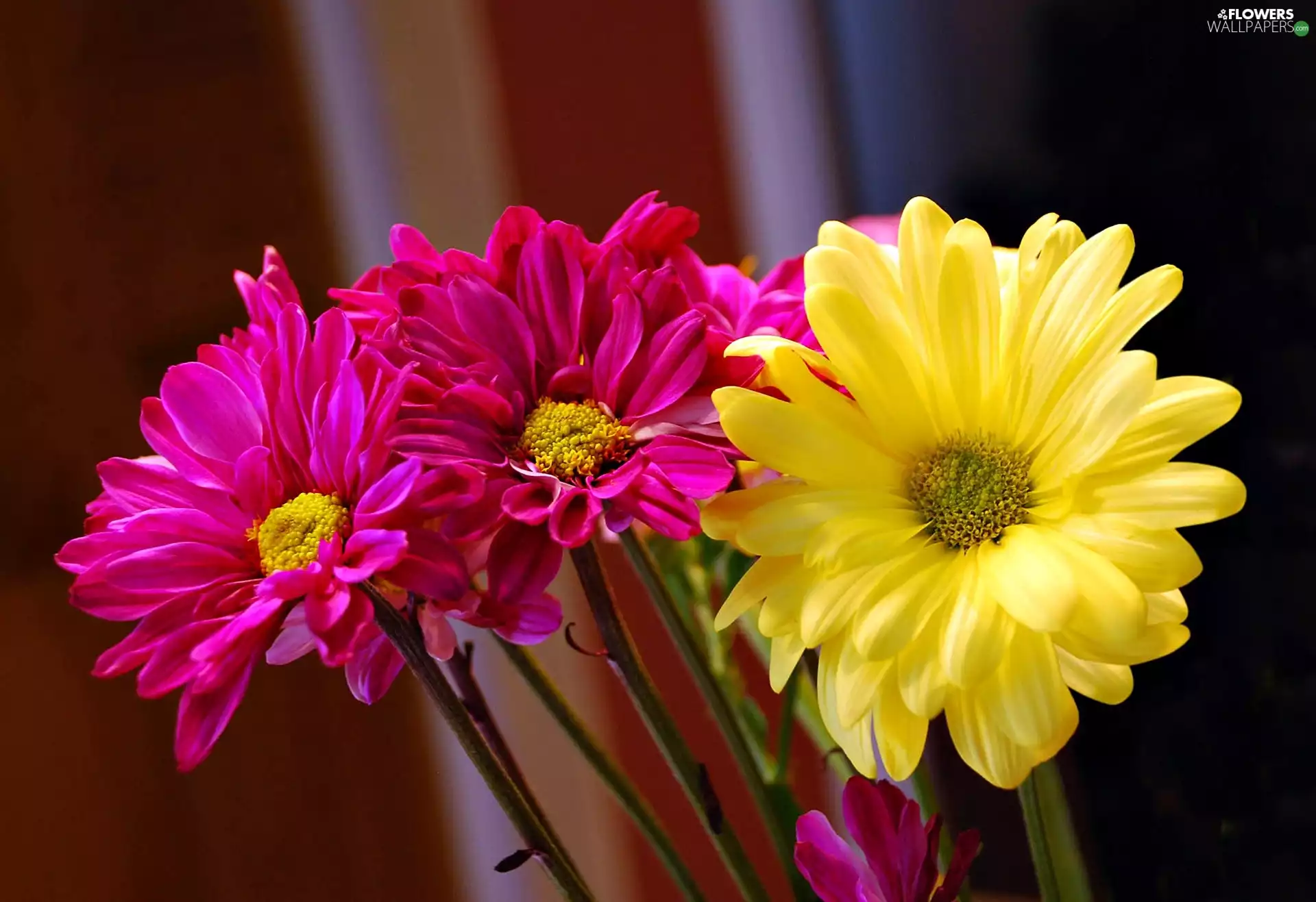 Flowers, chrysanthemum