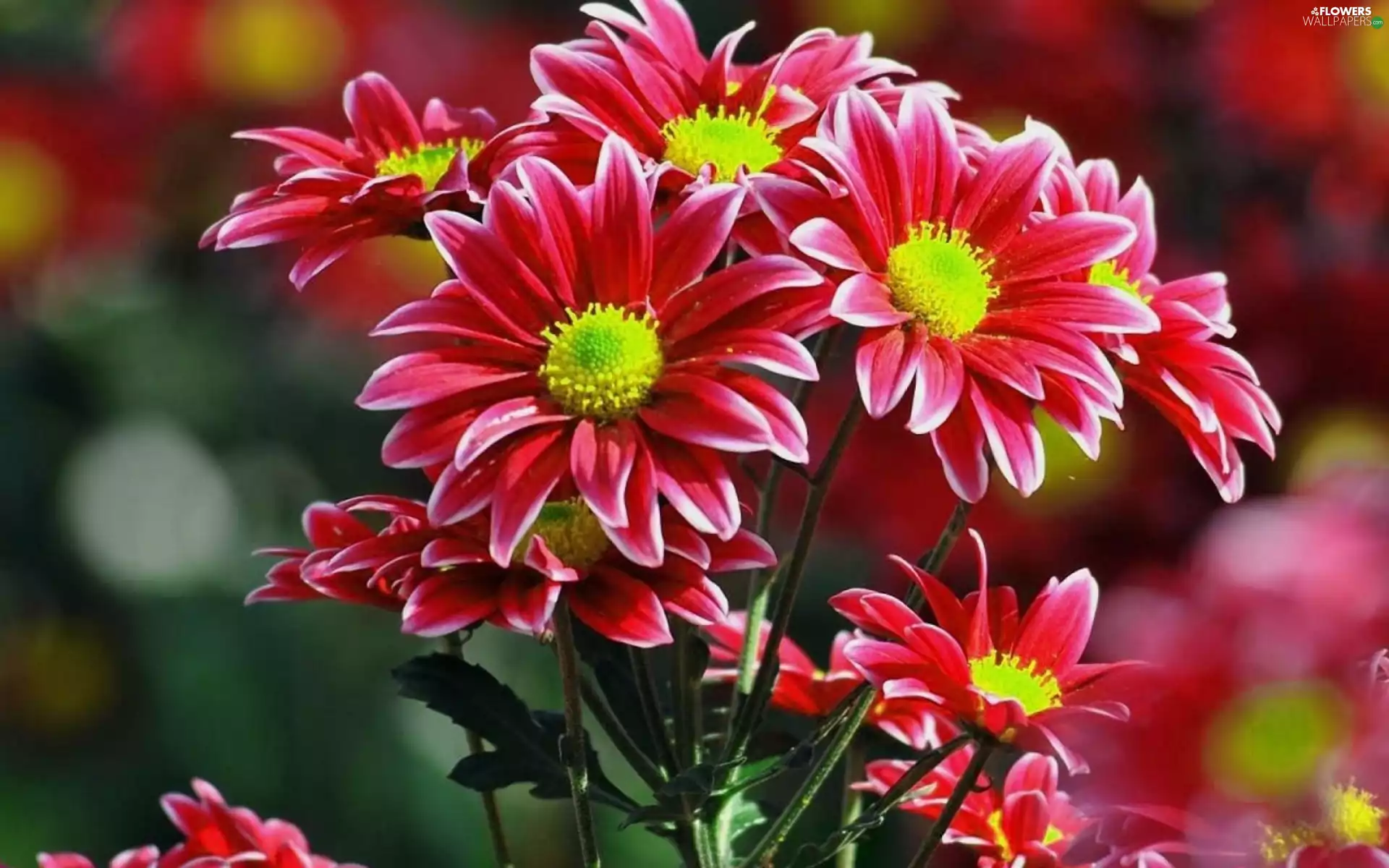 Flowers, chrysanthemum