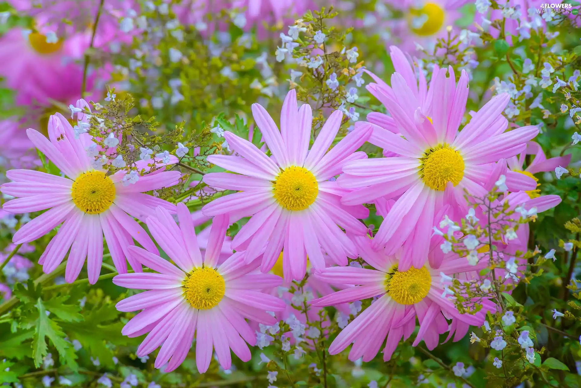 Flowers, Chrysanthemums
