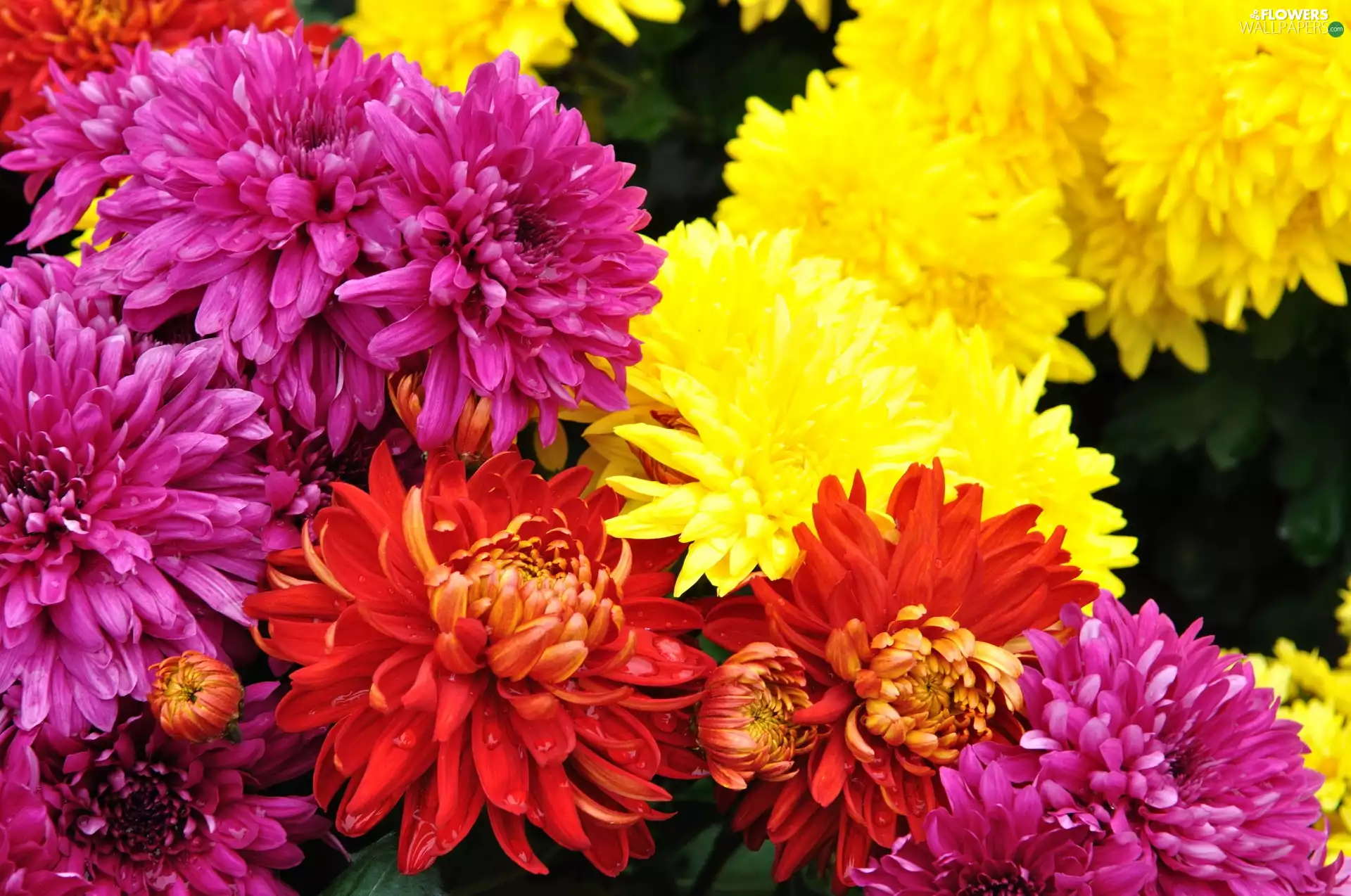 Flowers, Chrysanthemums