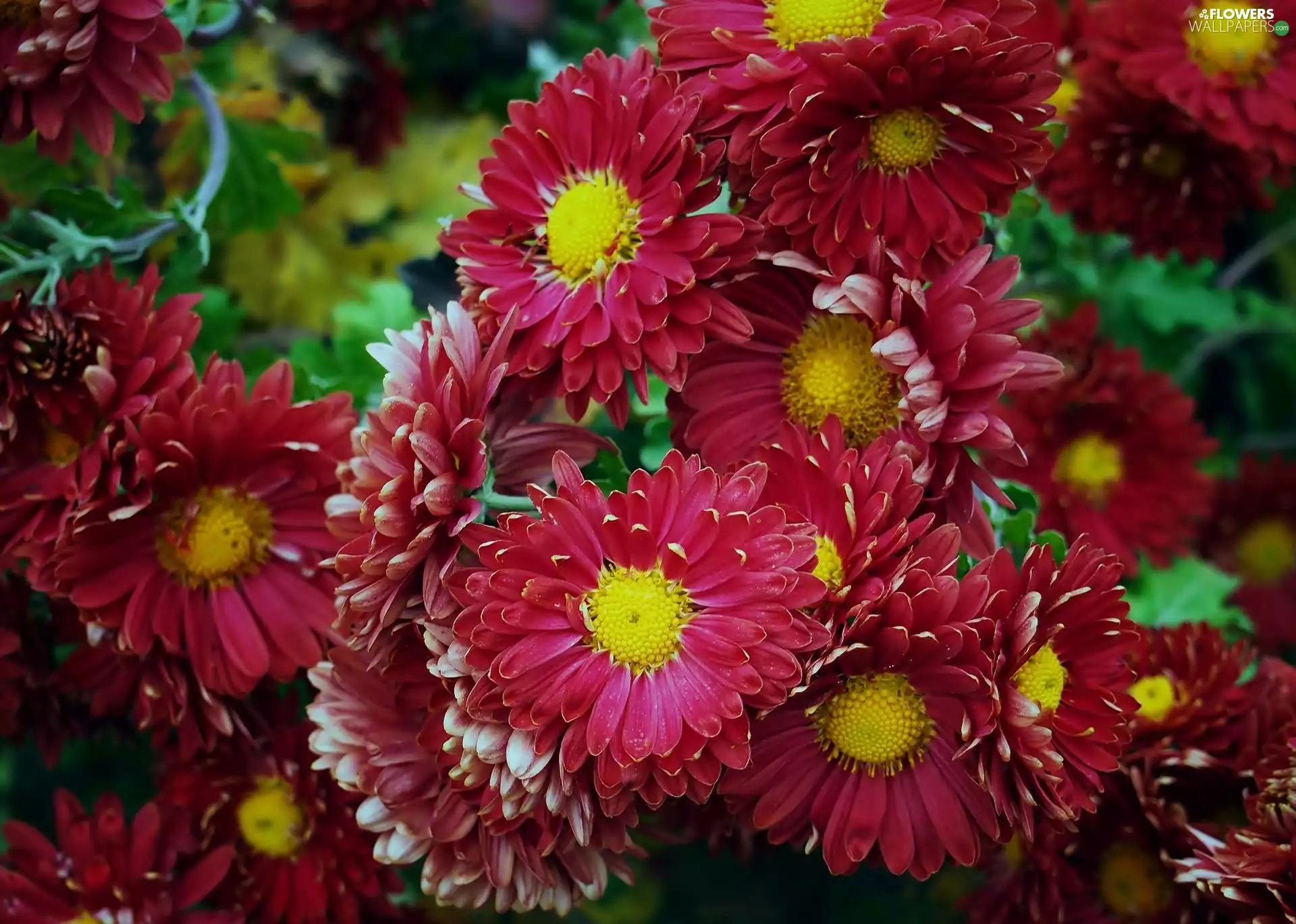 Flowers, Chrysanthemums