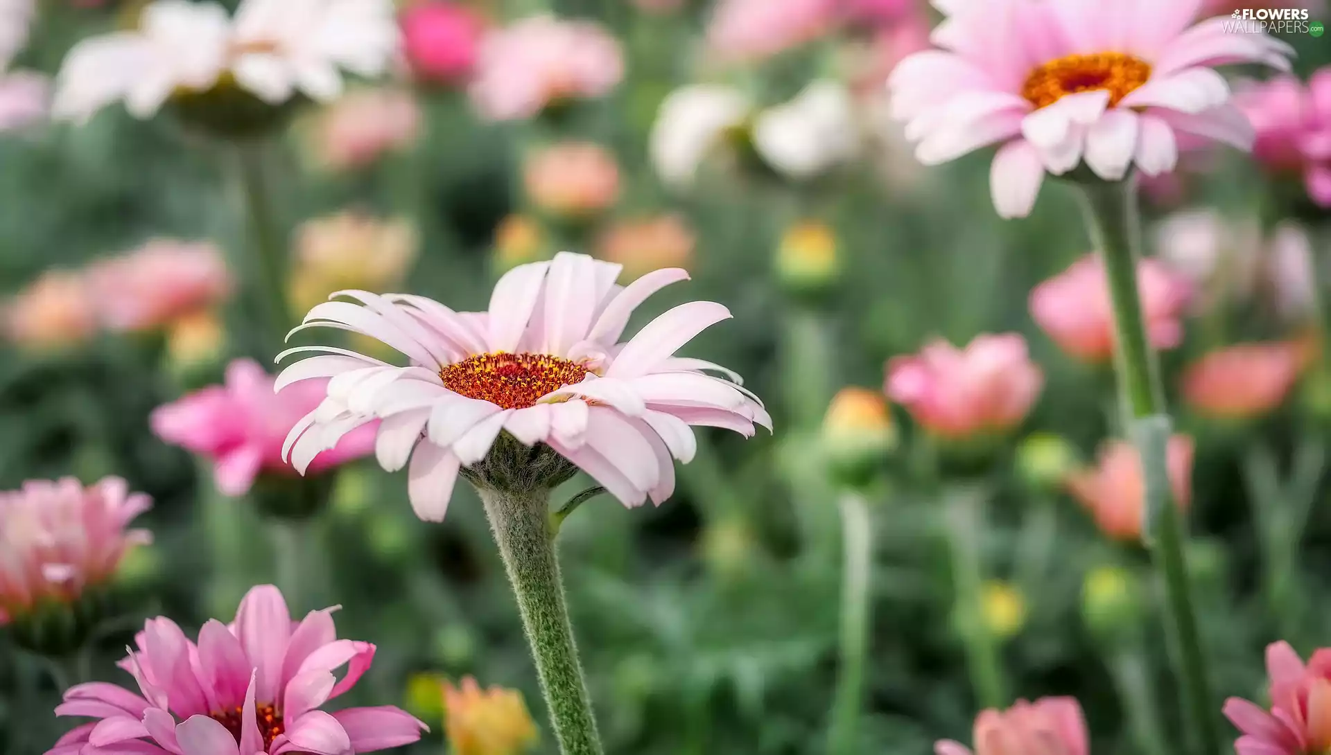 Flowers, chrysanthemums