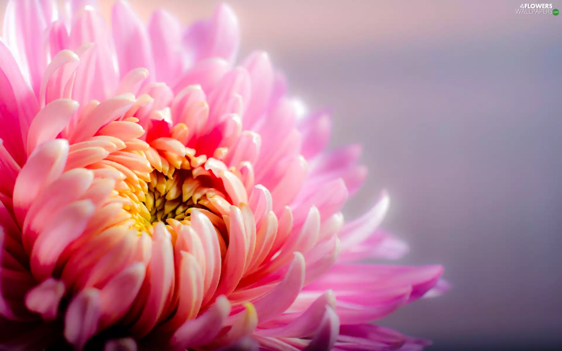 Colourfull Flowers, Chrysanthemums, Close, pink