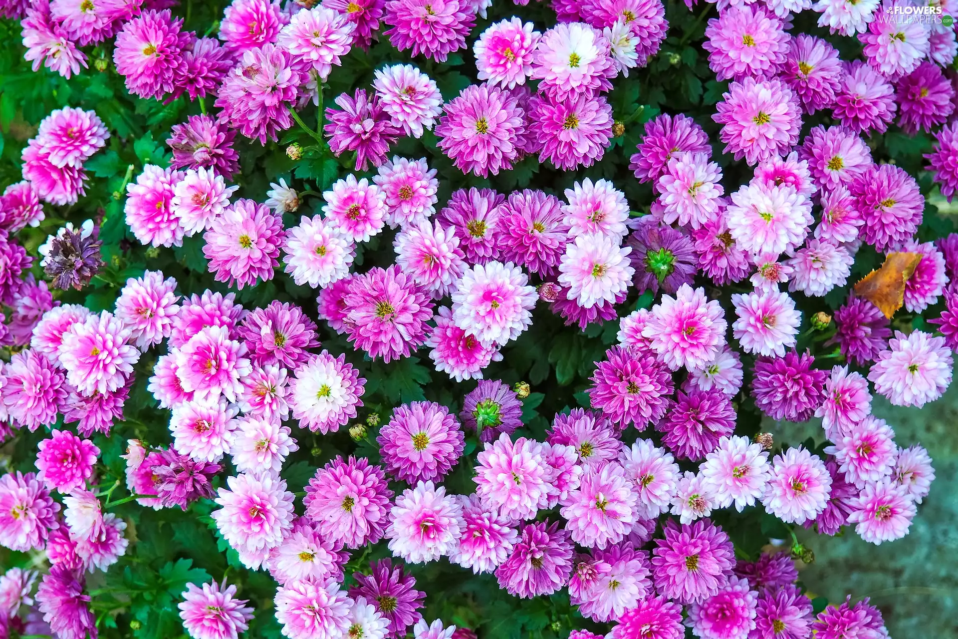 Chrysanthemums, Pink-White, Flowers