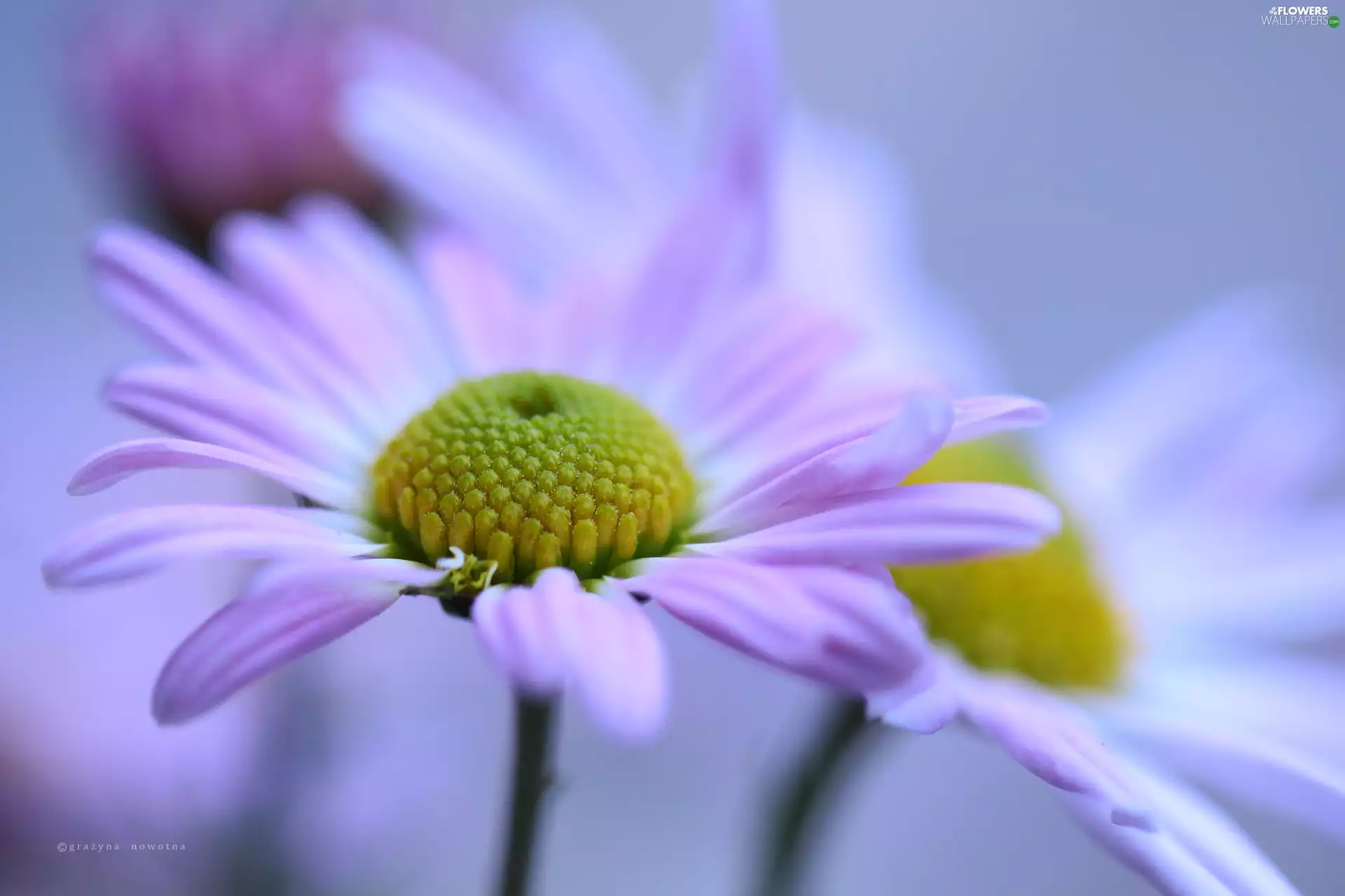 Chrysanthemums, Flowers