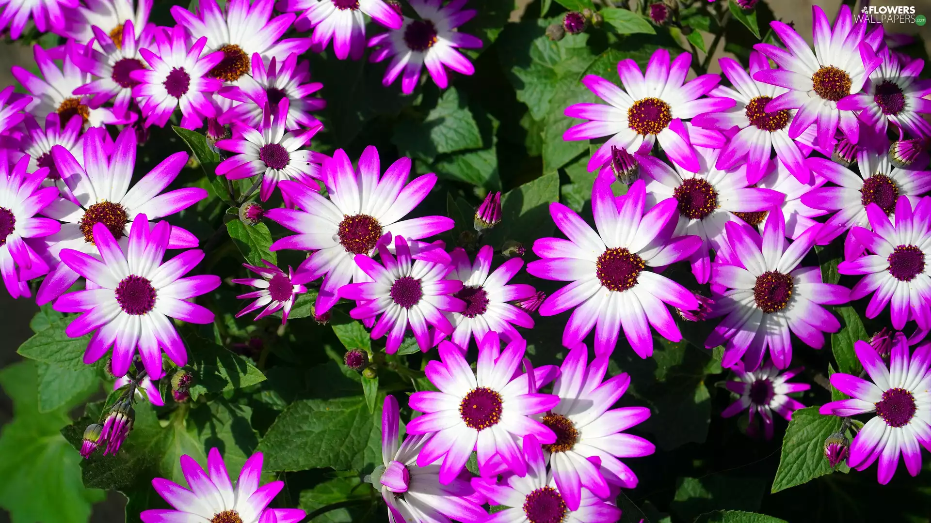 cineraria, Two tone, Flowers