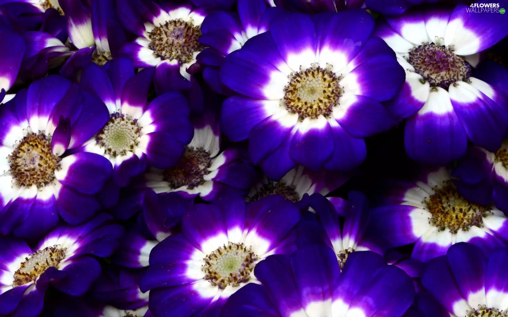 Flowers, cineraria