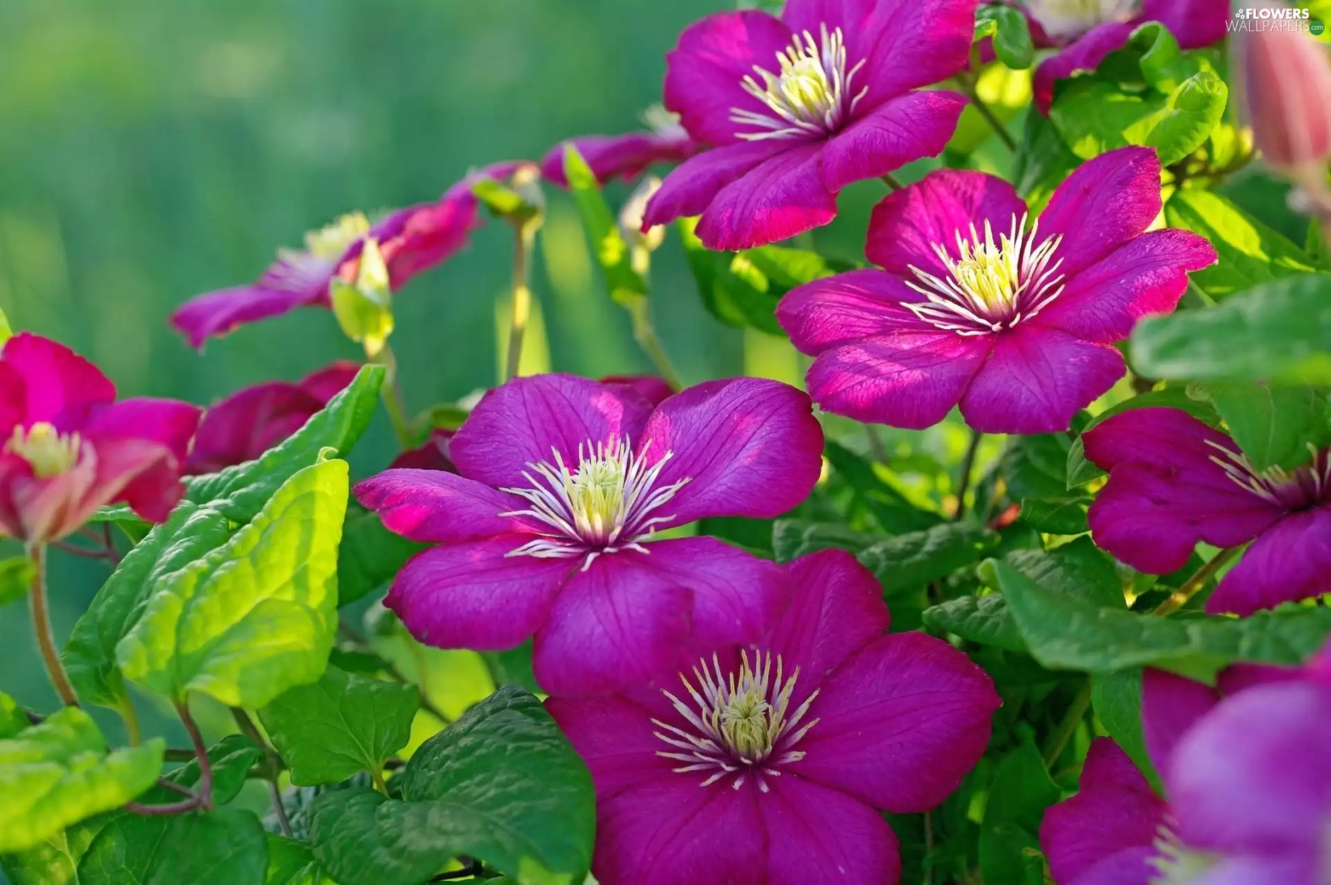 Flowers, Clematis