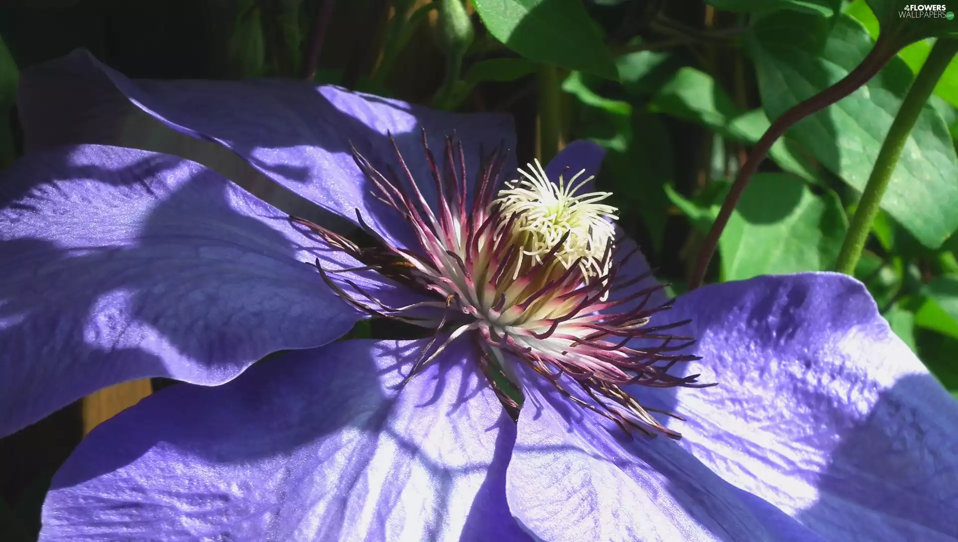 Clematis, nature, Colourfull Flowers