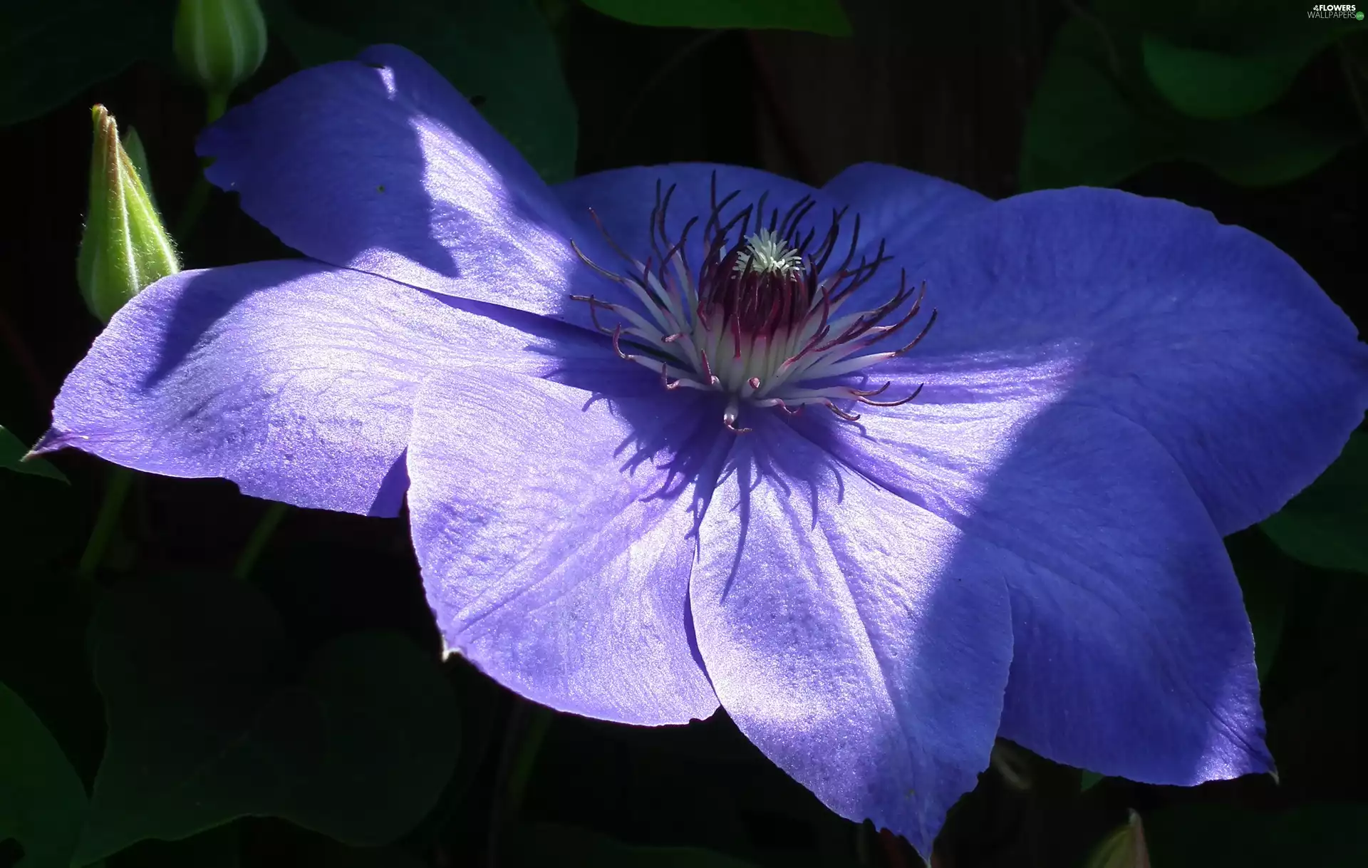 Clematis, nature, Colourfull Flowers