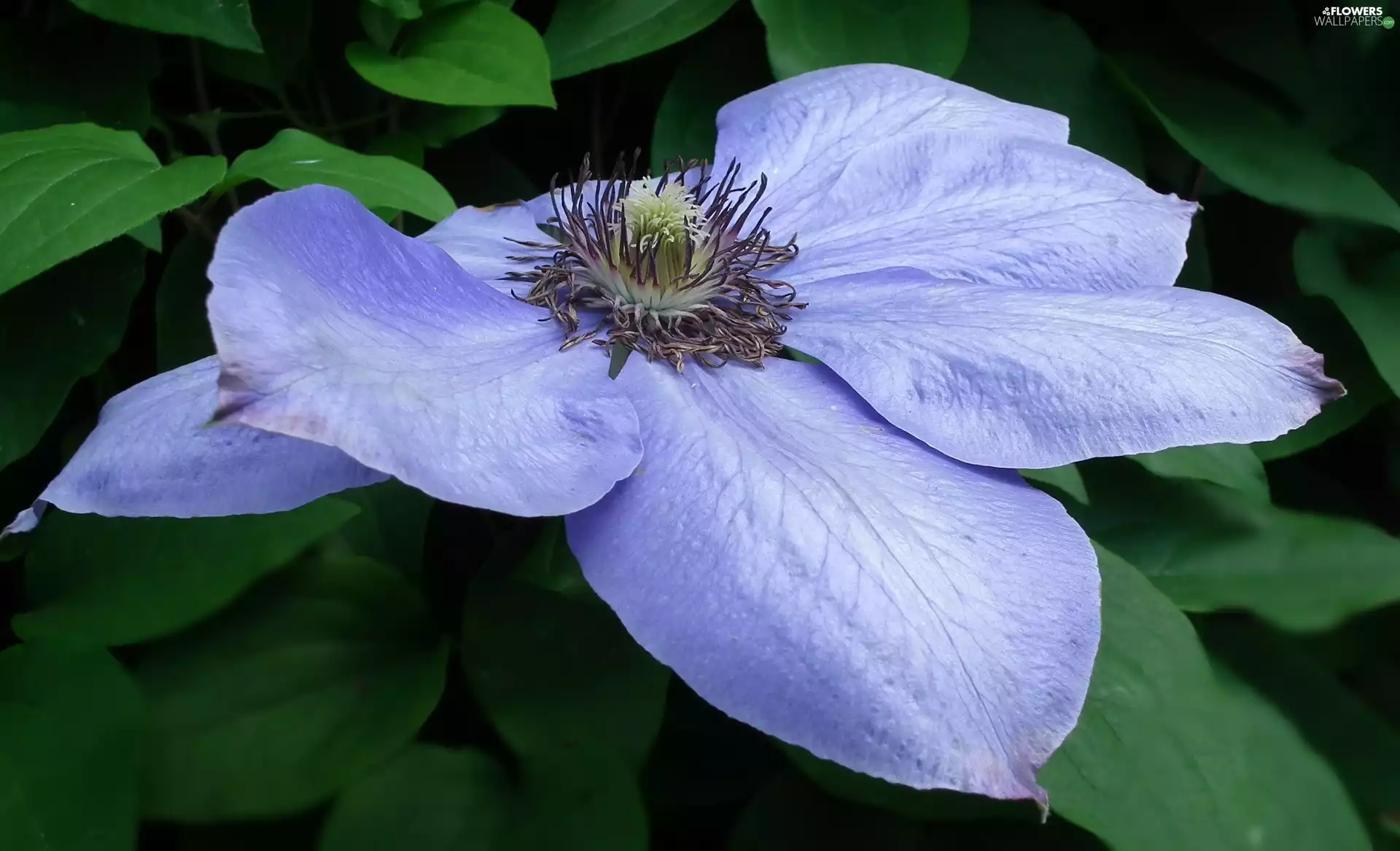 Clematis, nature, Colourfull Flowers