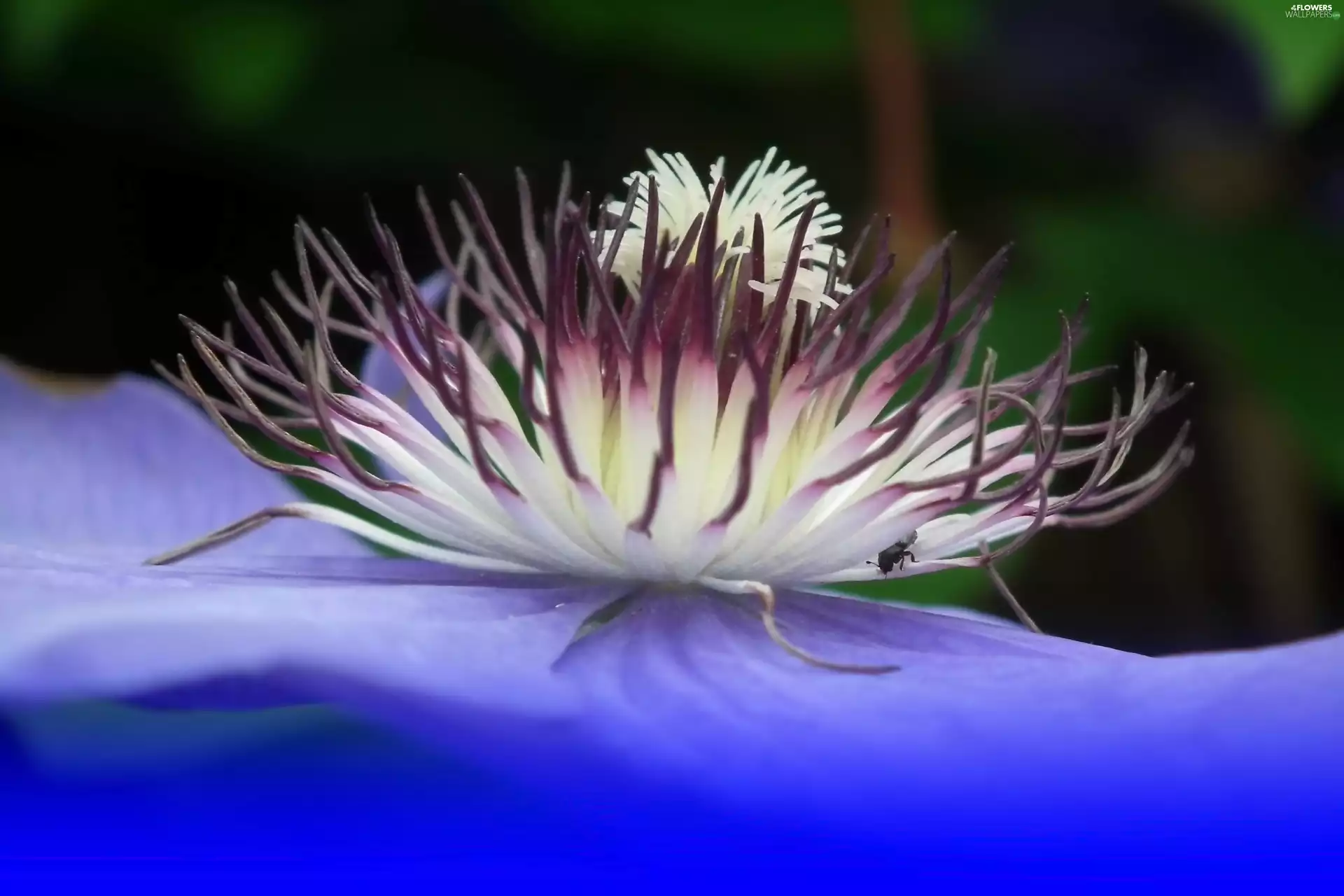 Clematis, nature, Colourfull Flowers