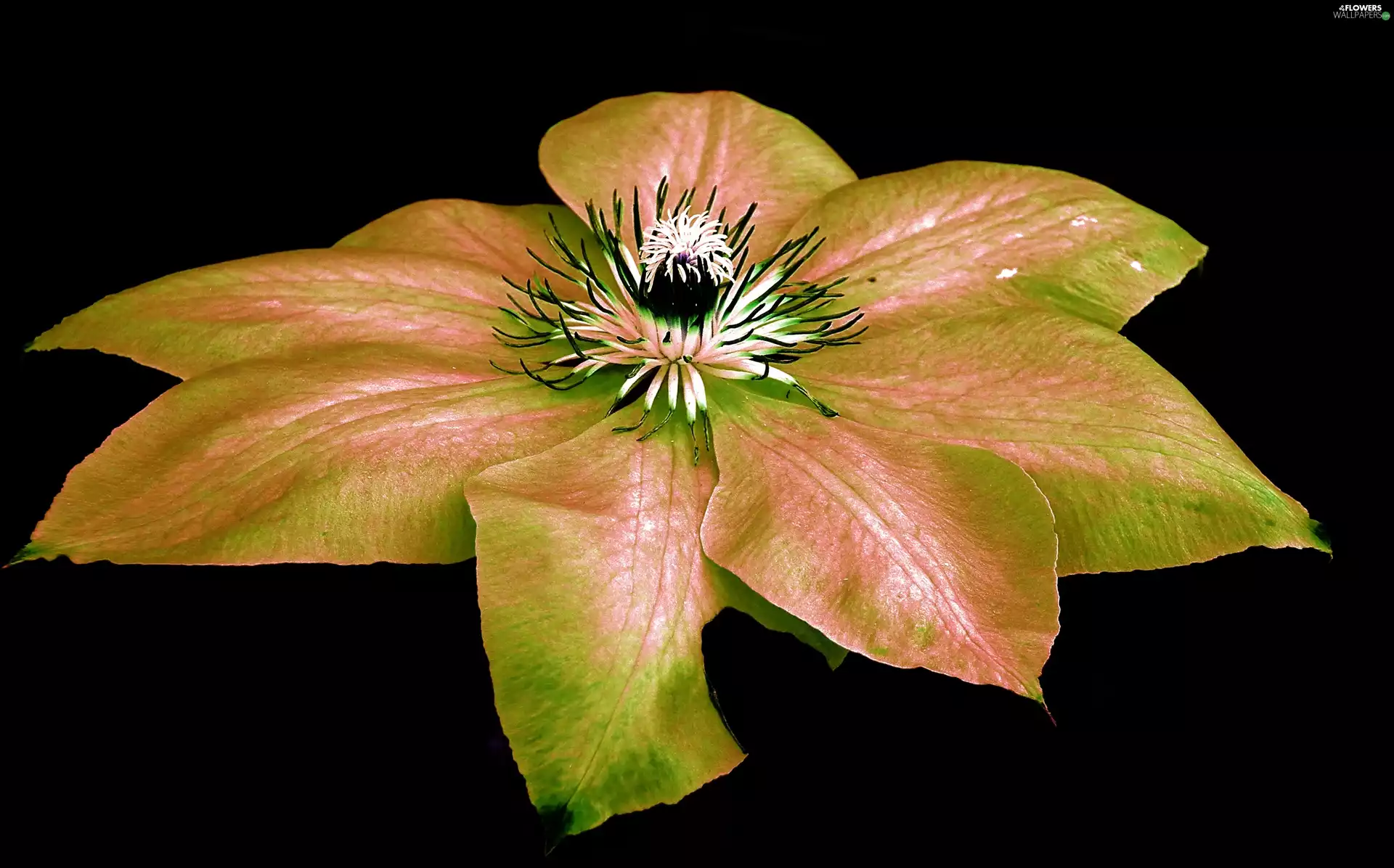 Clematis, nature, Colourfull Flowers