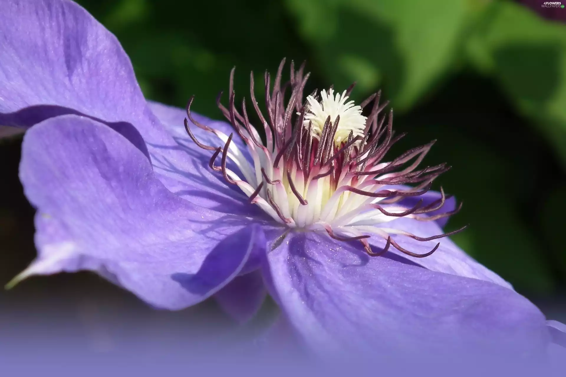 Clematis, nature, Colourfull Flowers