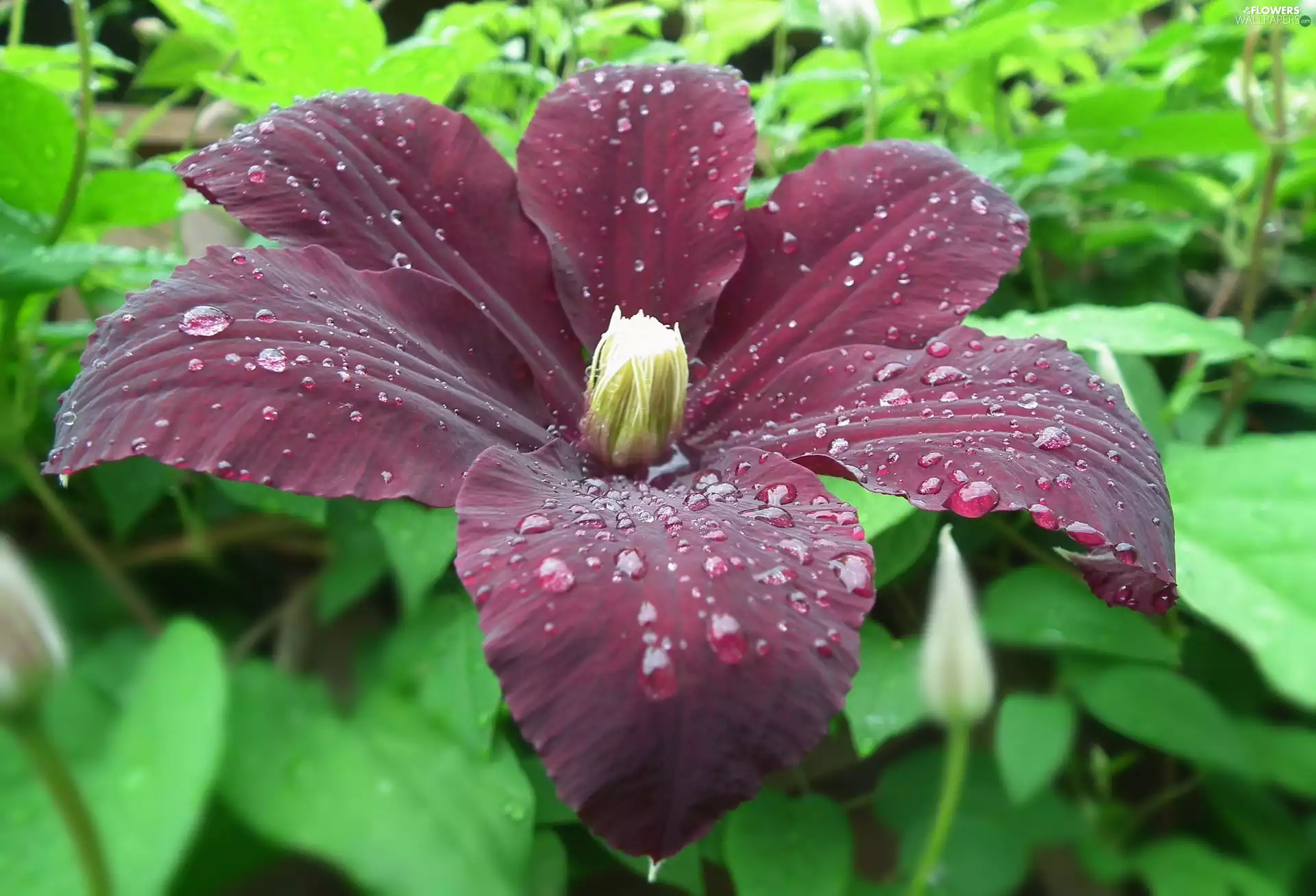 Clematis, nature, Colourfull Flowers