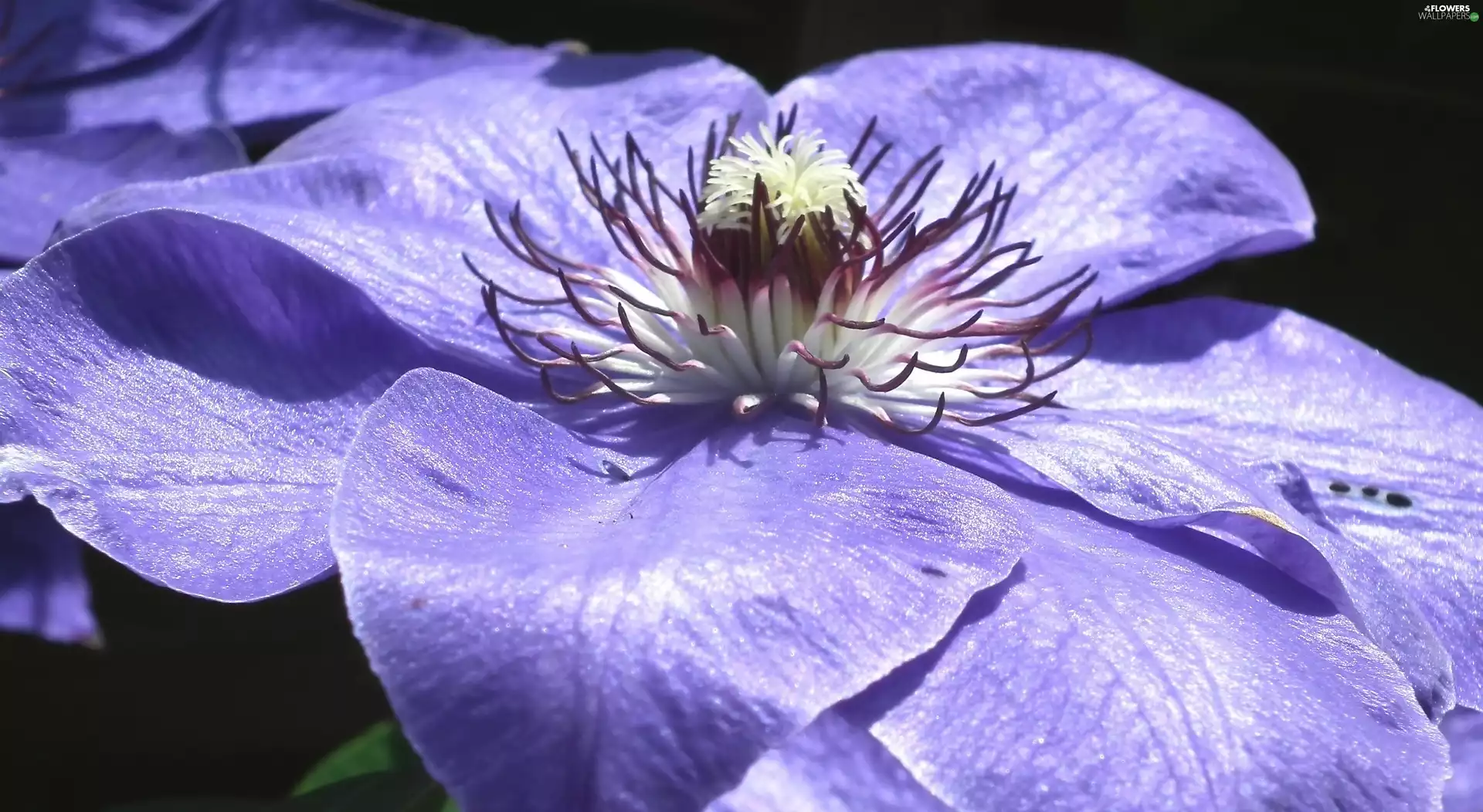 Clematis, nature, Colourfull Flowers